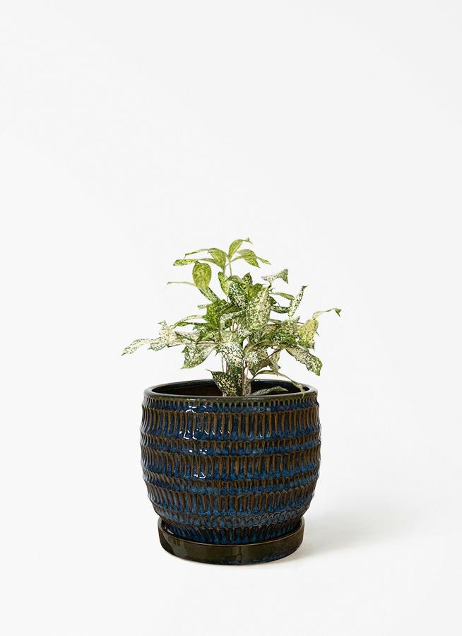 ドラセナ 4号 | 観葉植物の通販ならHitoHana（ひとはな）