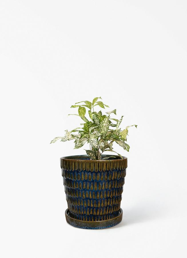 ドラセナ 4号 | 観葉植物の通販ならHitoHana（ひとはな）