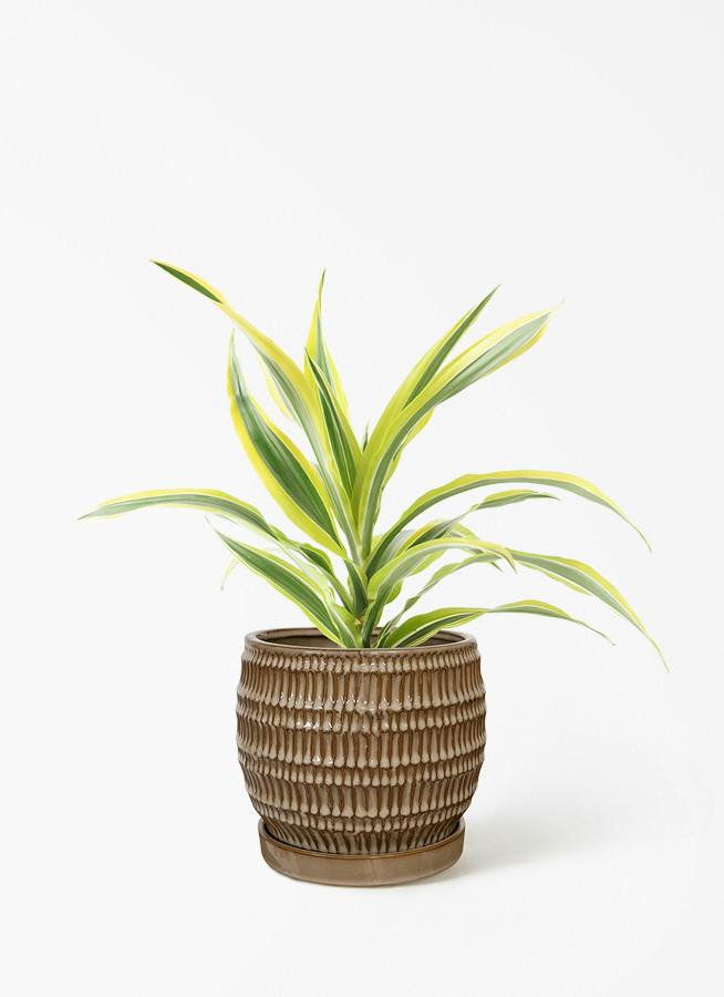 ドラセナ 4号 | 観葉植物の通販ならHitoHana（ひとはな）