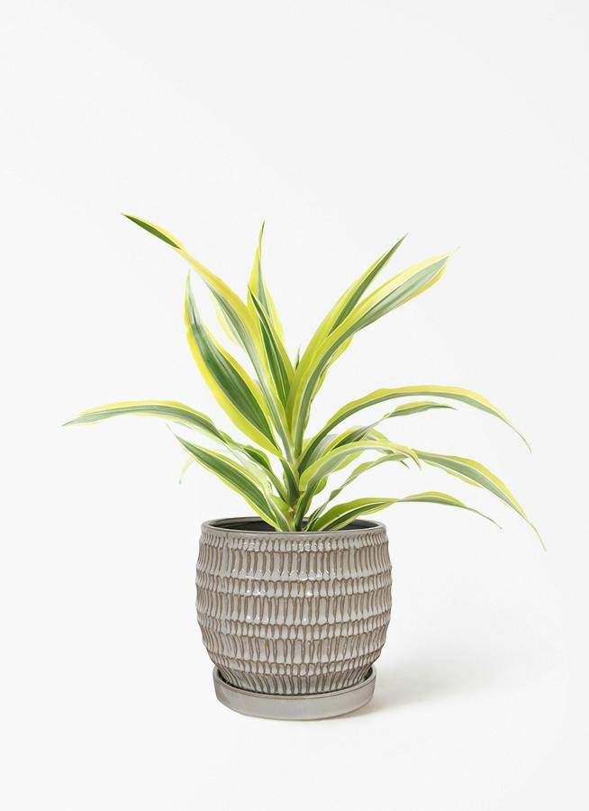 ドラセナ 4号 | 観葉植物の通販ならHitoHana（ひとはな）