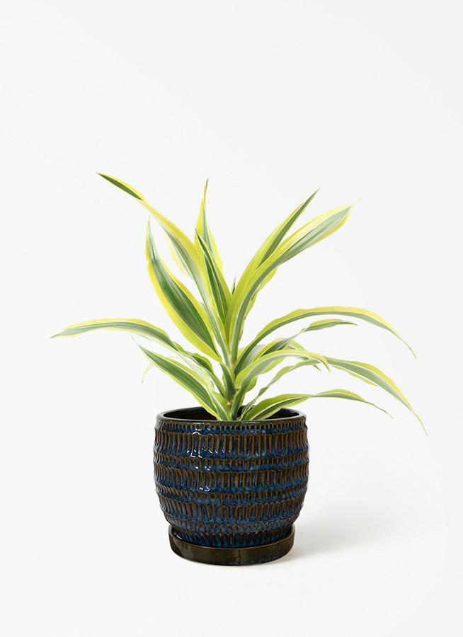 ドラセナ 4号 | 観葉植物の通販ならHitoHana（ひとはな）