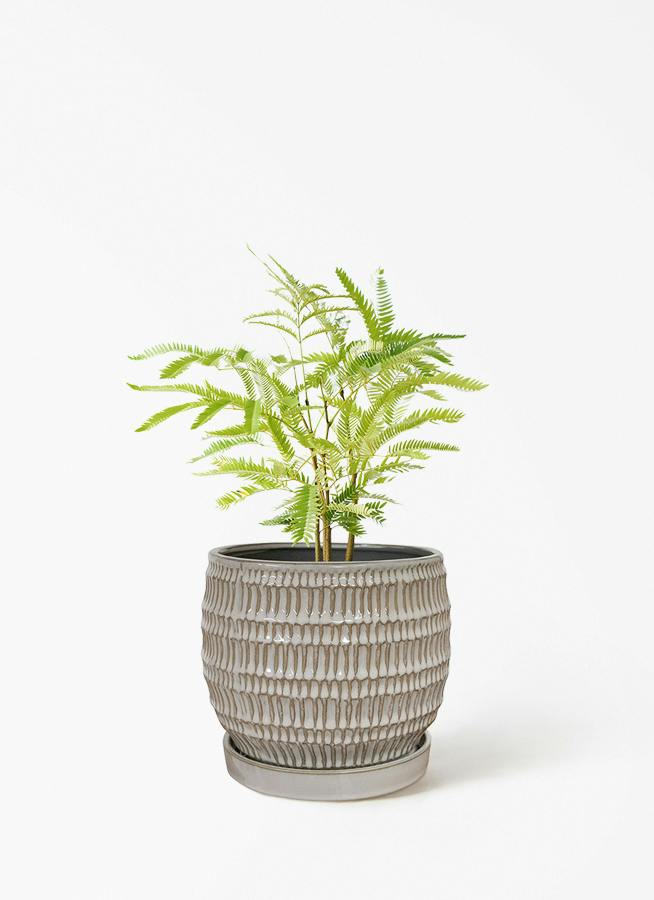 エバーフレッシュ 4号 | 観葉植物 | インテリアやギフトに - Hitohana
