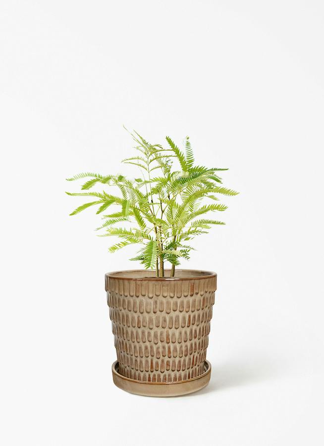 エバーフレッシュ | 観葉植物の通販ならHitoHana（ひとはな）