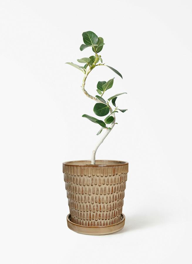 フィカス ベンガレンシス 4号 | 観葉植物通販 HitoHana（ひとはな）