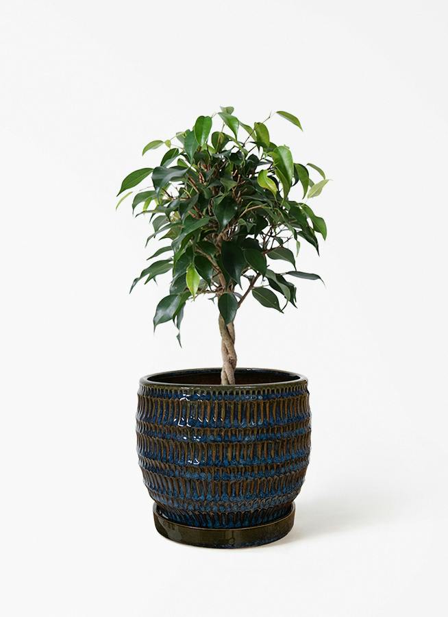 観葉植物 フィカス ベンジャミン 4号 玉造り クラッツ シノ ブルー