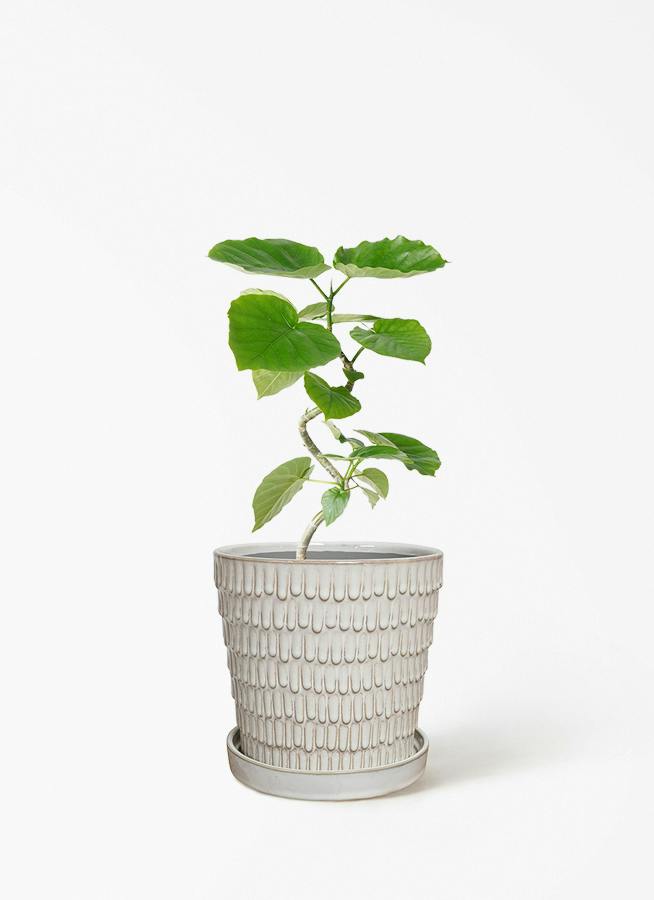 ウンベラータ 小型 | 観葉植物の通販ならHitoHana（ひとはな）
