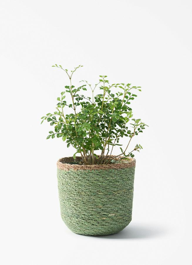 観葉植物 シマトネリコ 3号 シーグラスポット グリーン 付き | 観葉