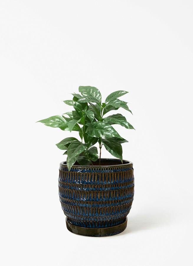 コーヒーの木 4号 | 観葉植物 | 送料無料でお届け - Hitohana（ひとはな）