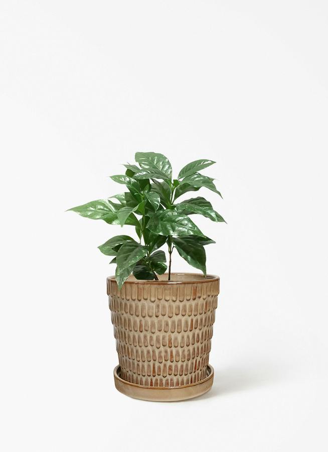 コーヒーの木 4号 | 観葉植物 | 送料無料でお届け - Hitohana（ひとはな）