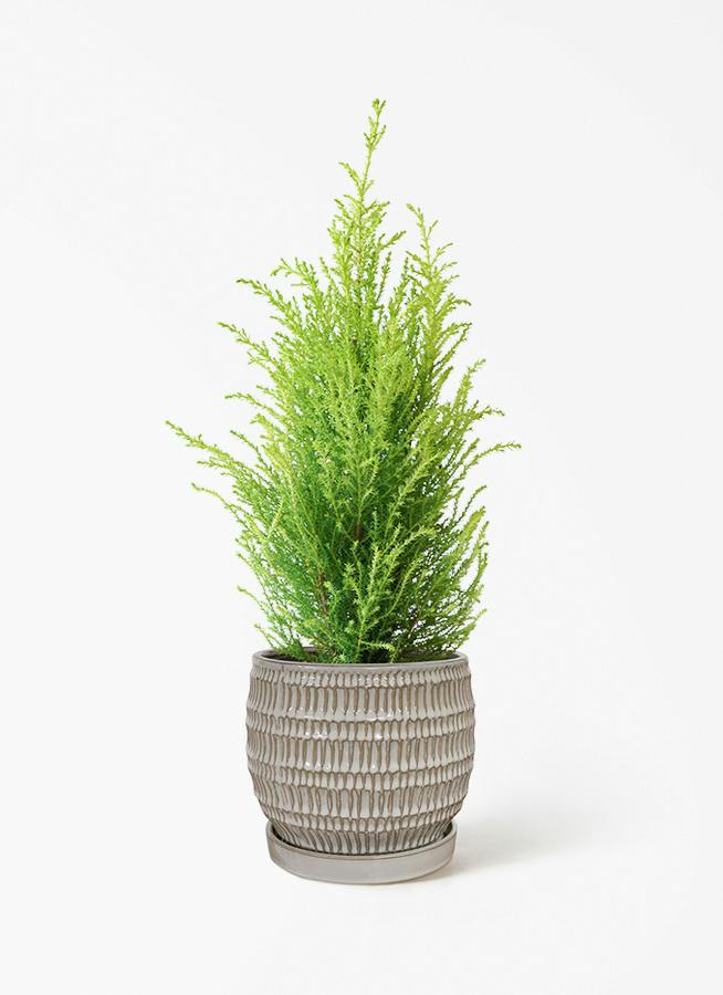 観葉植物 ストロマンテ トリオスター 4号 クラッツ シノ ホワイト 付き
