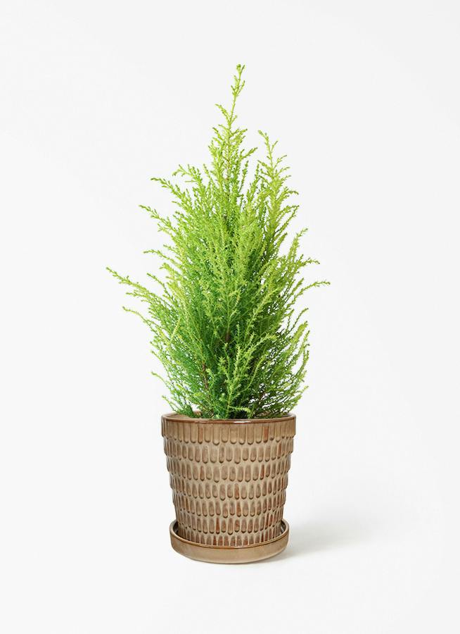 ゴールドクレスト 4号 | 観葉植物通販HitoHana(ひとはな)