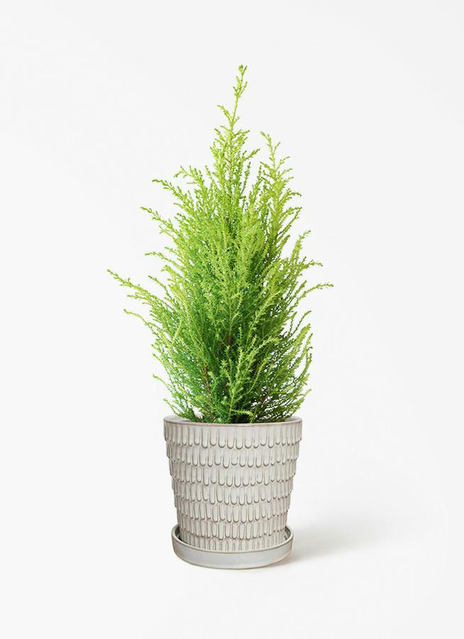 ゴールドクレスト 185cm (鉢付き) ゴールドクレスト | 観葉植物通販HitoHana(ひとはな)