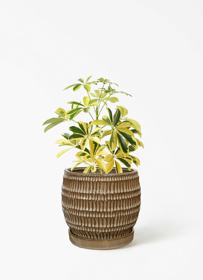観葉植物 シェフレラ（カポック） 4号 斑入り クラッツ シノ クリーム