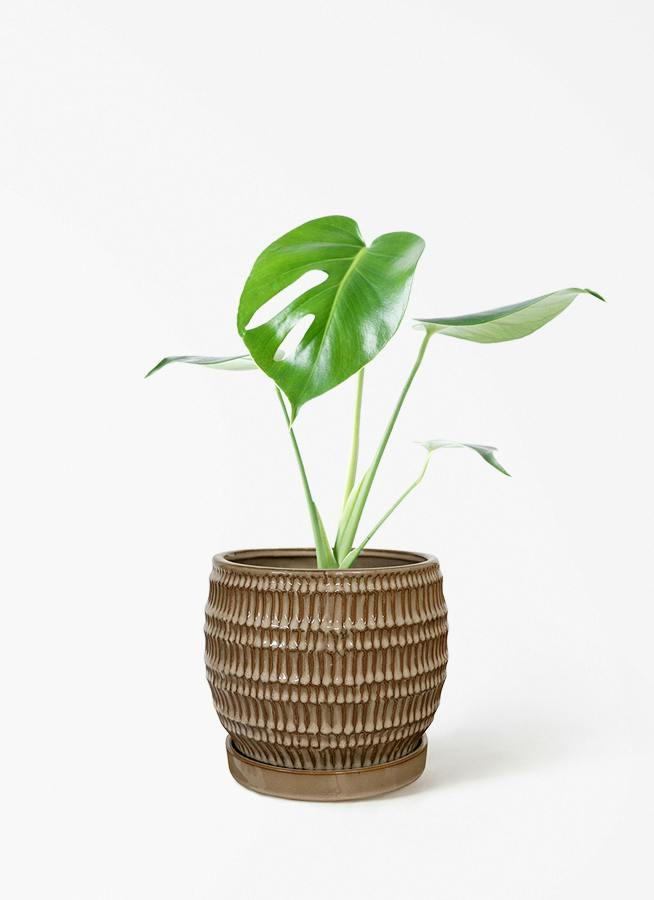 モンステラ 4号 | 観葉植物通販HitoHana(ひとはな)