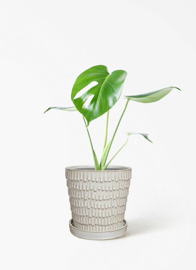 モンステラ 4号 | 観葉植物通販HitoHana(ひとはな)