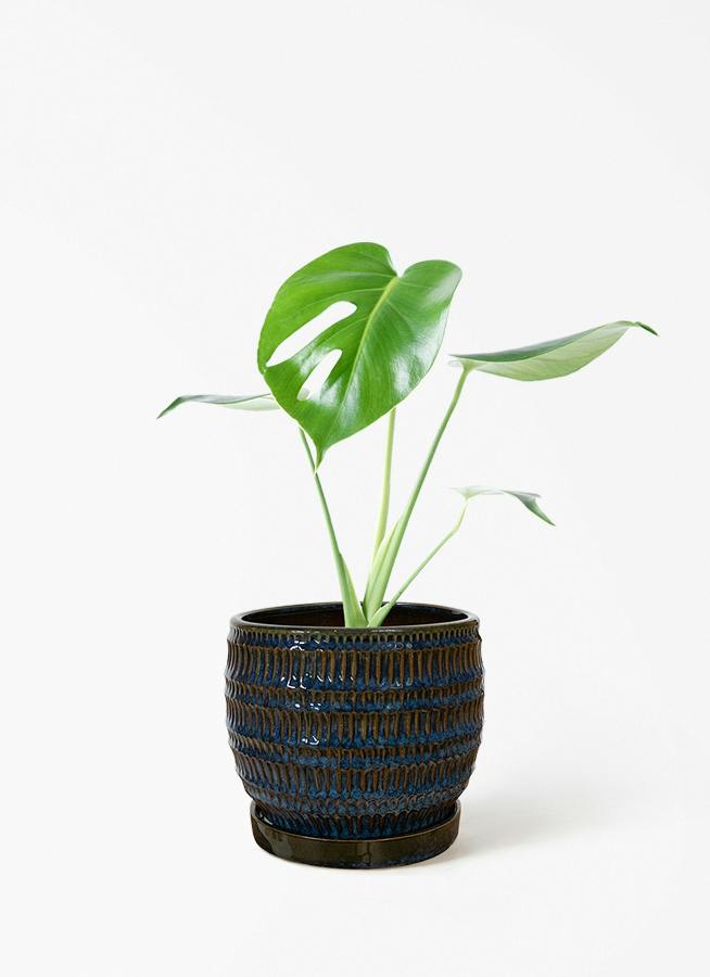 モンステラ 4号 | 観葉植物通販HitoHana(ひとはな)