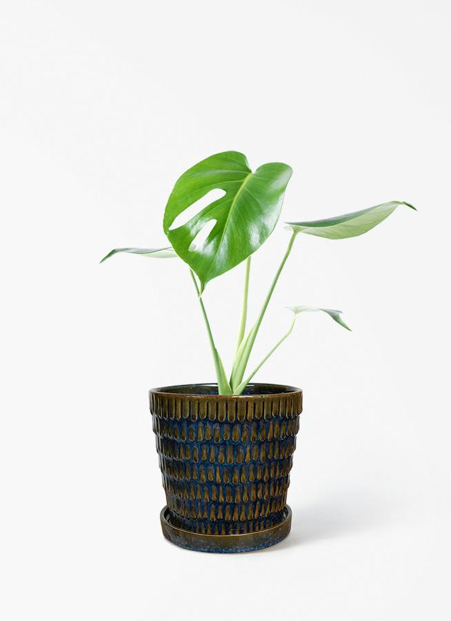 モンステラ 4号 | 観葉植物通販HitoHana(ひとはな)