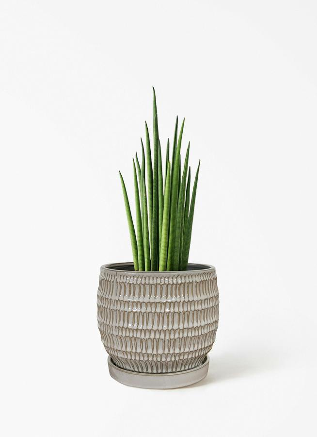 sansevieria-bacularis-78_1.jpg