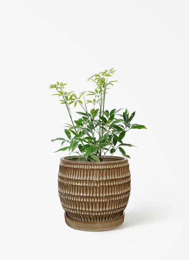 観葉植物 シェフレラ（カポック） 4号 斑入り クラッツ シノ クリーム
