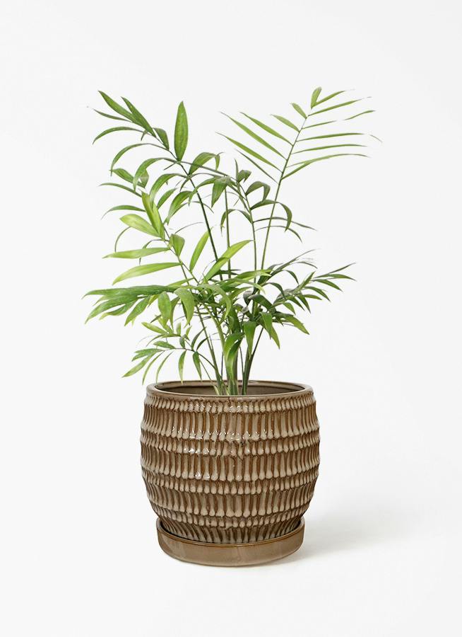 テーブルヤシ 4号 | 観葉植物 | インテリアやギフトに - Hitohana