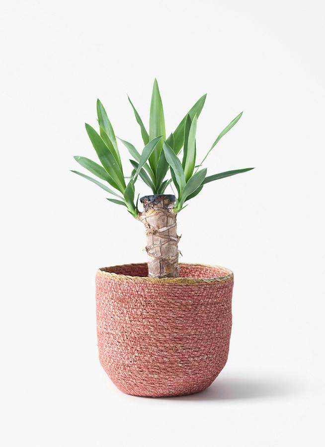 観葉植物 ユッカ 4号 ノーマル シーグラスポット ピンク 付き | 観葉