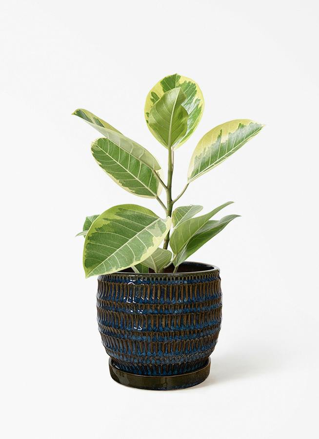 フィカス アルテシーマ 4号 | 観葉植物 | インテリアやギフトに