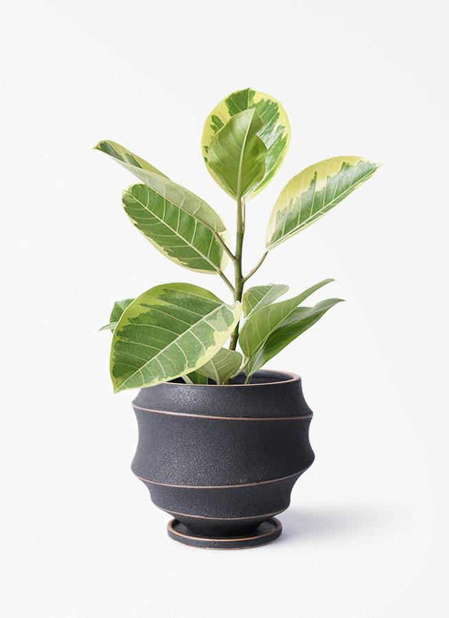 フィカス アルテシーマ 4号 | 観葉植物 | インテリアやギフトに