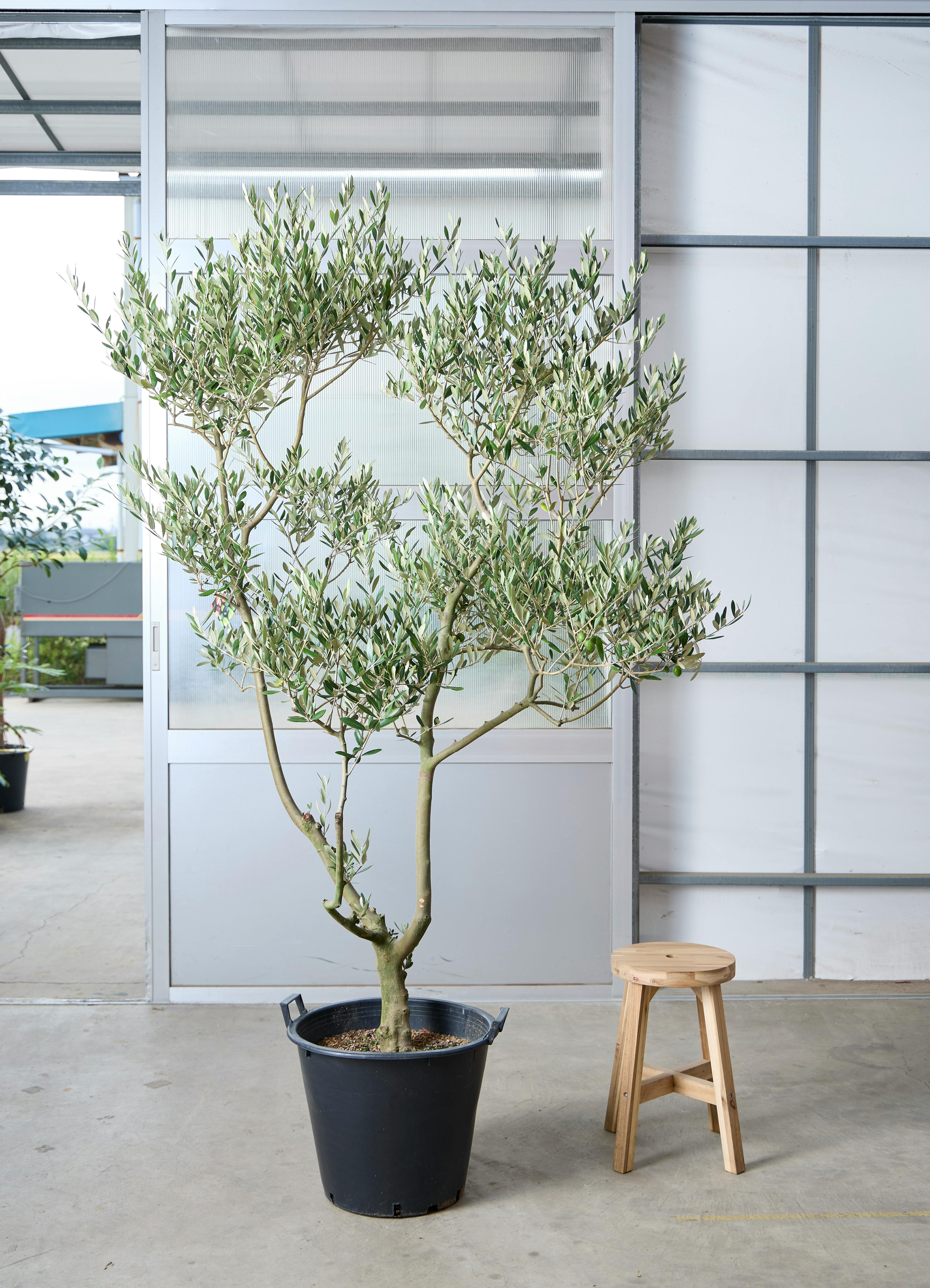 観葉植物 オリーブの木 【220cm】 13号 創樹 ルッカ #73646 ※1都3県