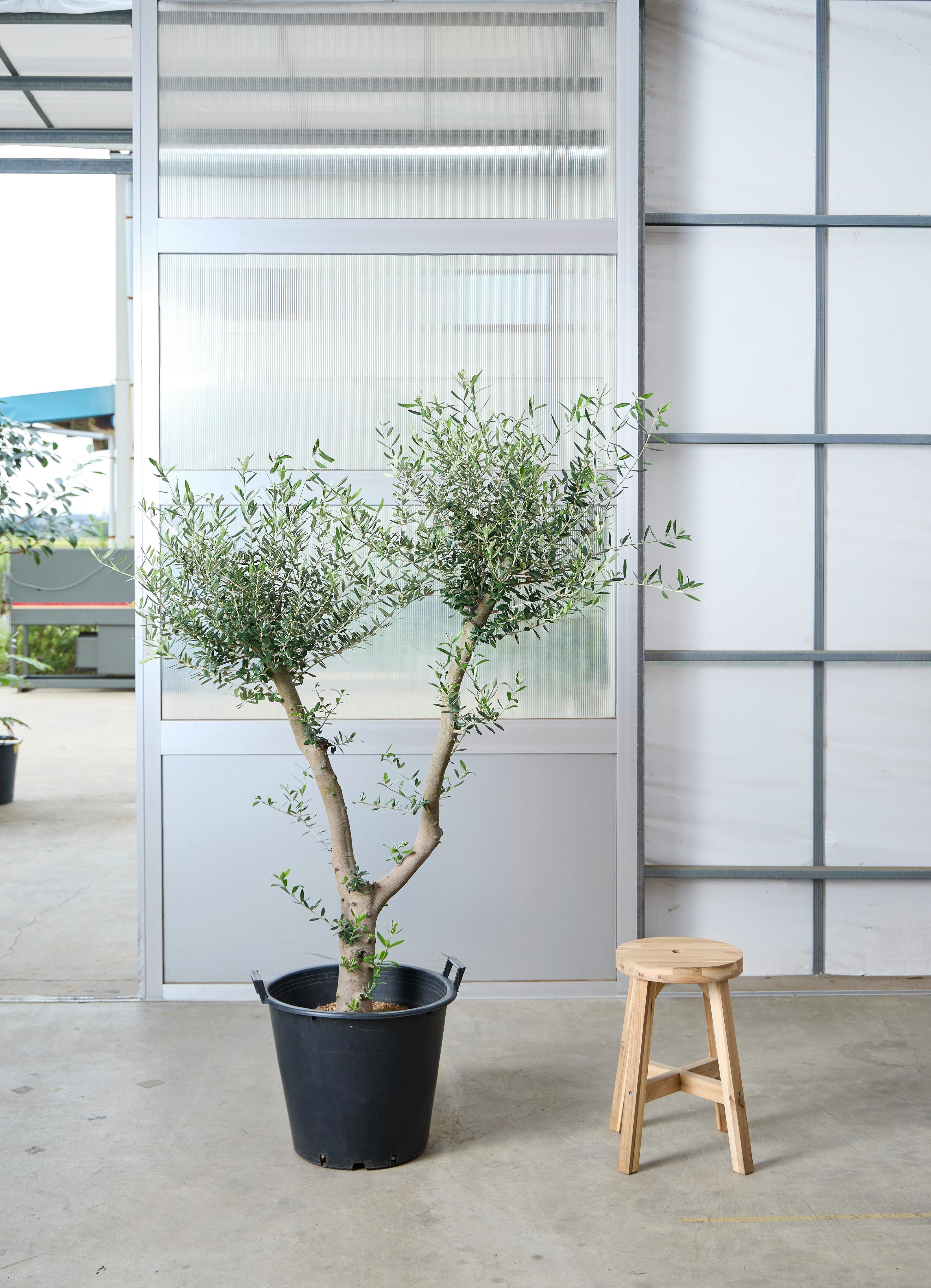 観葉植物 オリーブの木 【172cm】 13号 創樹 ネバディロ ブランコ
