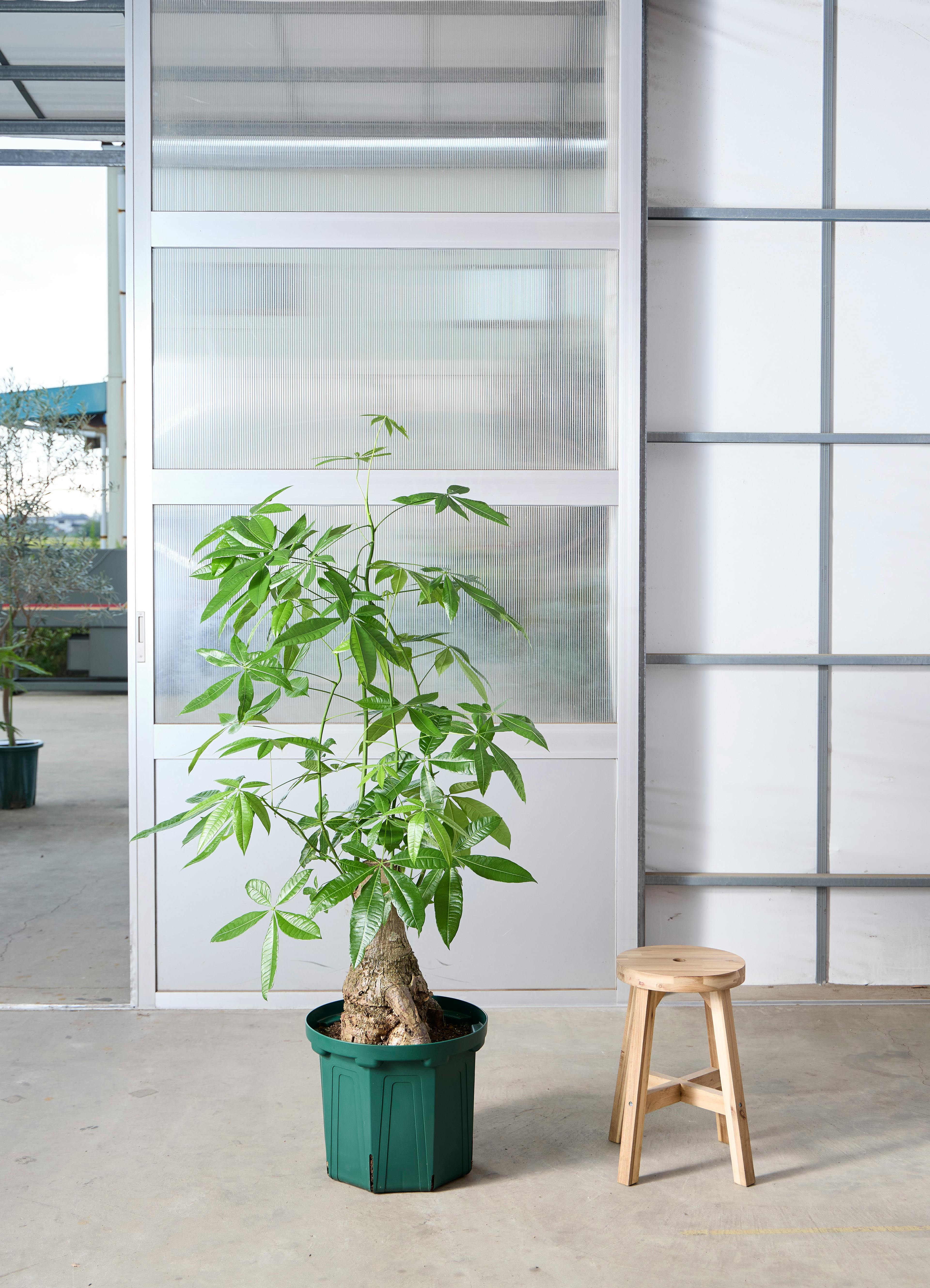 観葉植物 パキラ 【156cm】 13号 浅鉢 #73661 ※1都3県配送限定商品