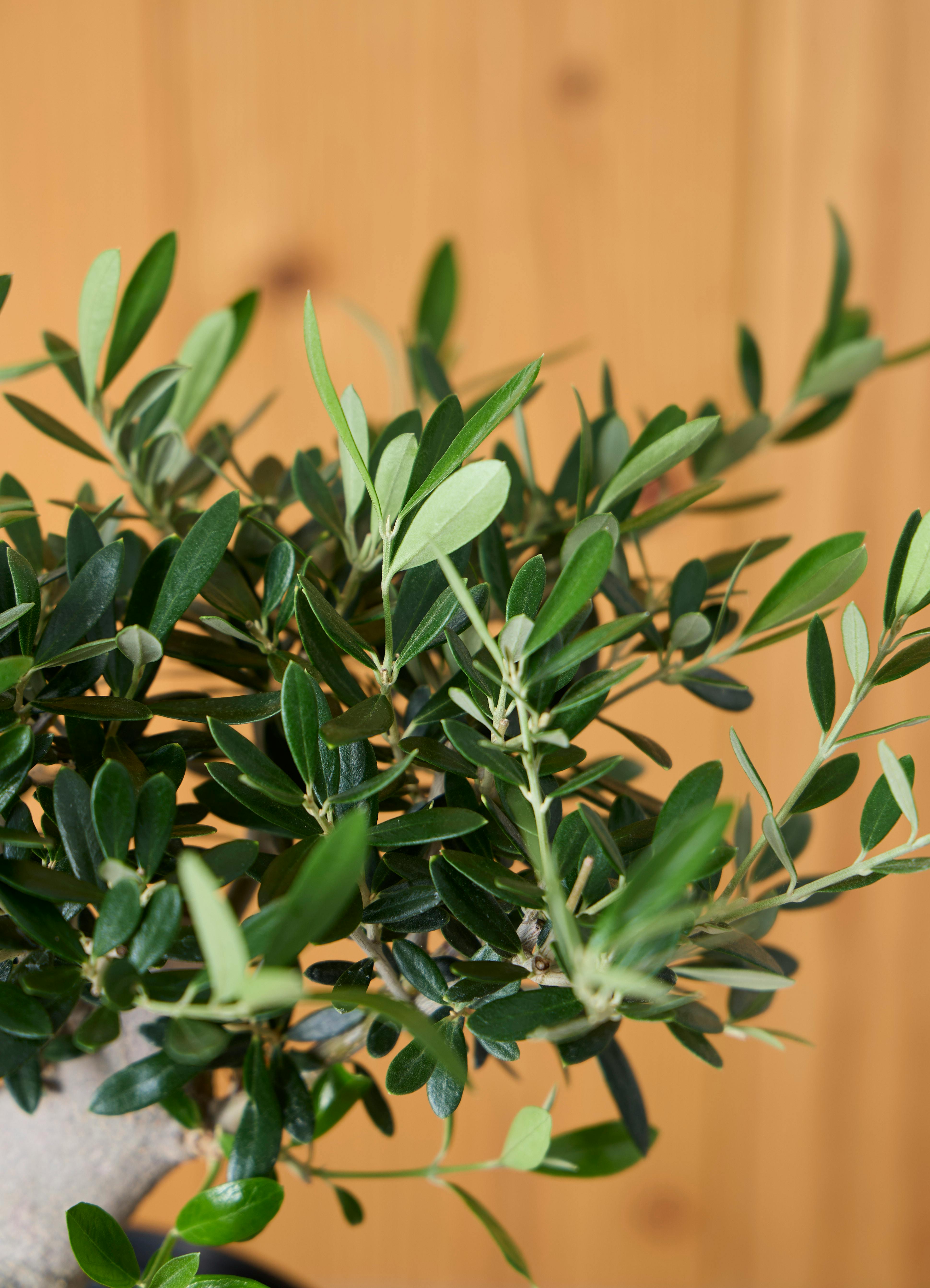 観葉植物 オリーブの木 【39cm】 6号 創樹 ミッション #73654 | 観葉