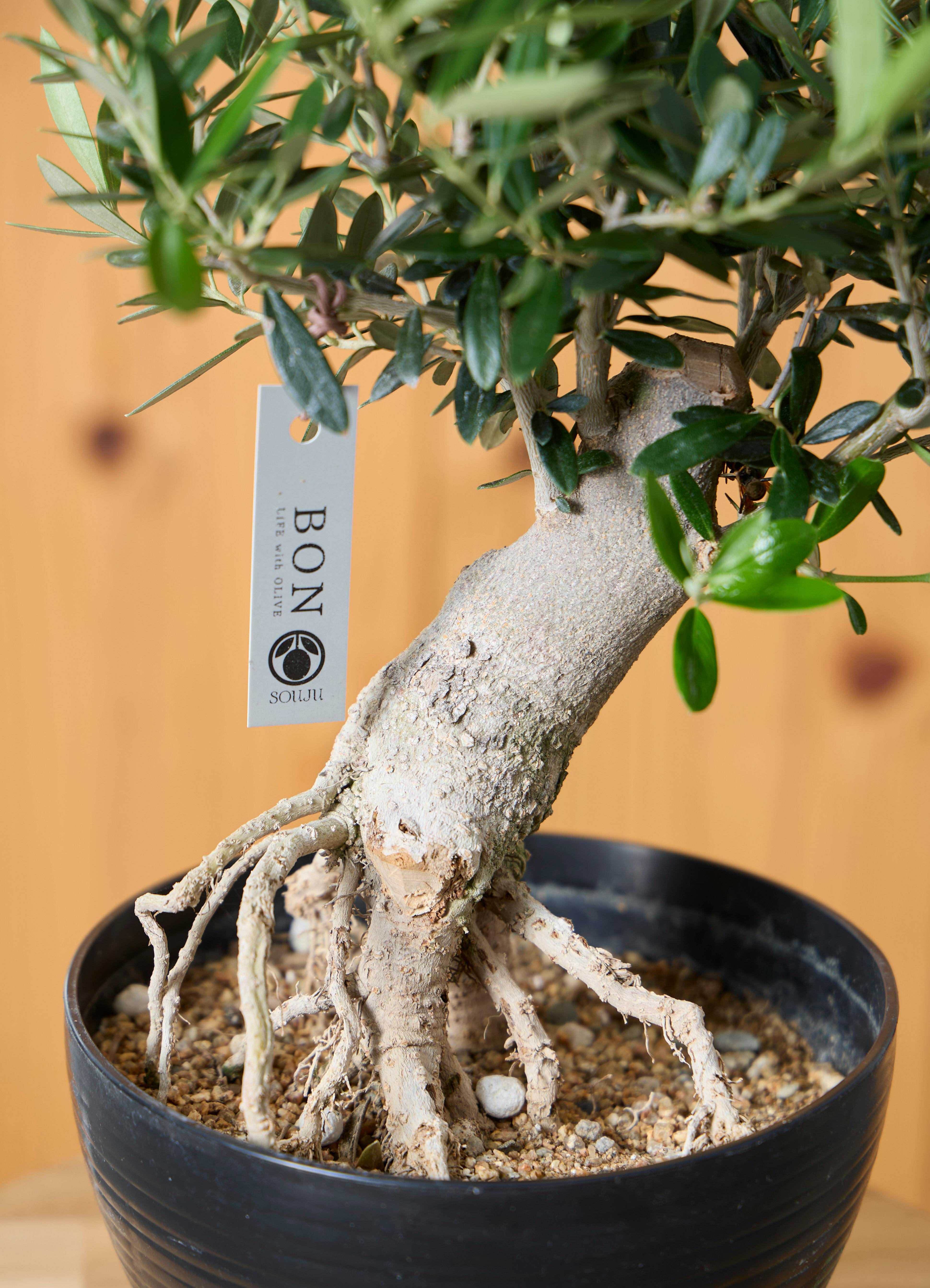 オリーブの木 観葉植物 観葉植物 オリーブの木 【39cm】 6号 創樹 ミッション #73654 | 観葉