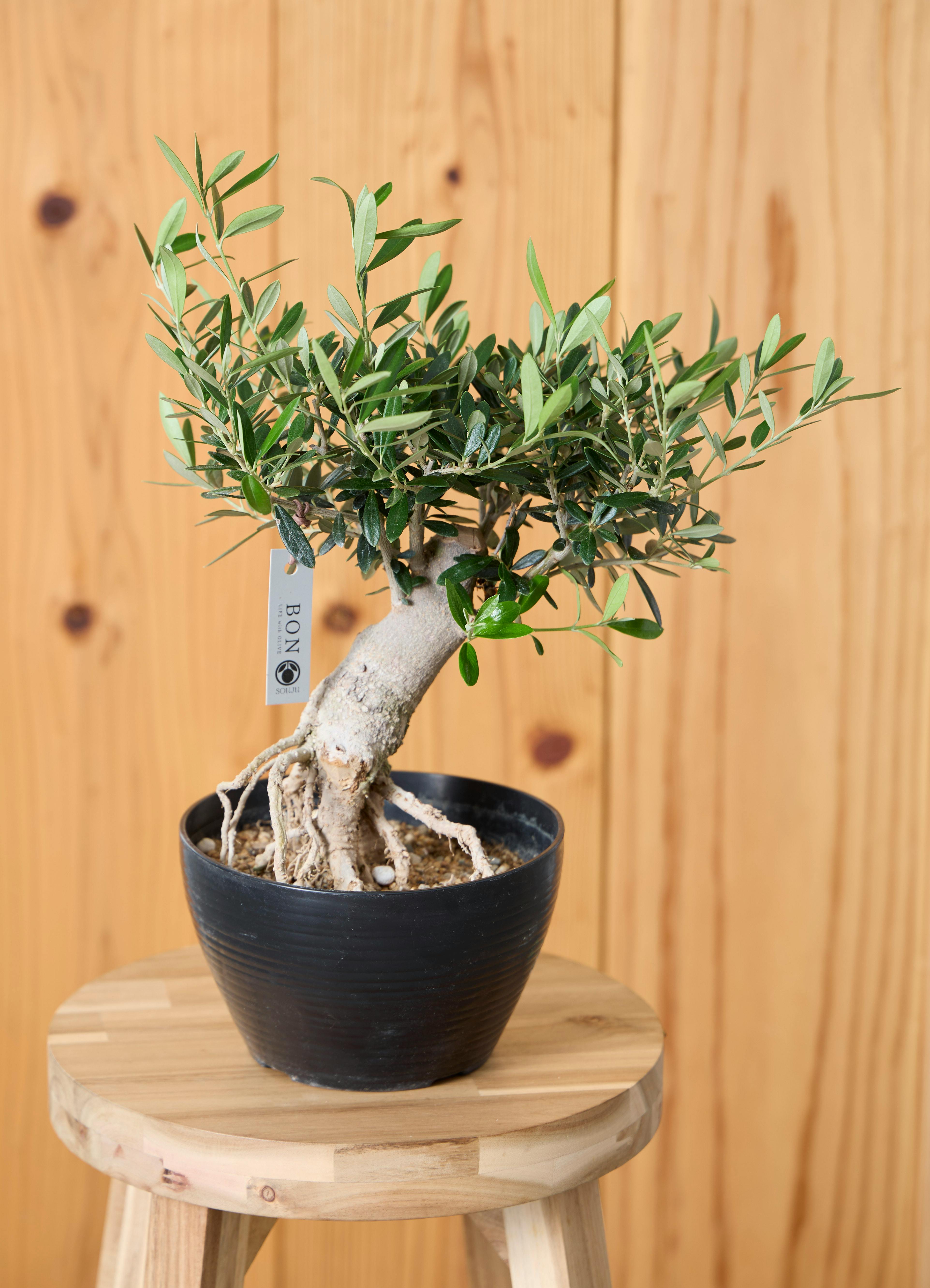 h*s様 オリーブの木,植物/観葉植物 観葉植物 オリーブの木 【39cm】 6号 創樹 ミッション #73654 | 観葉