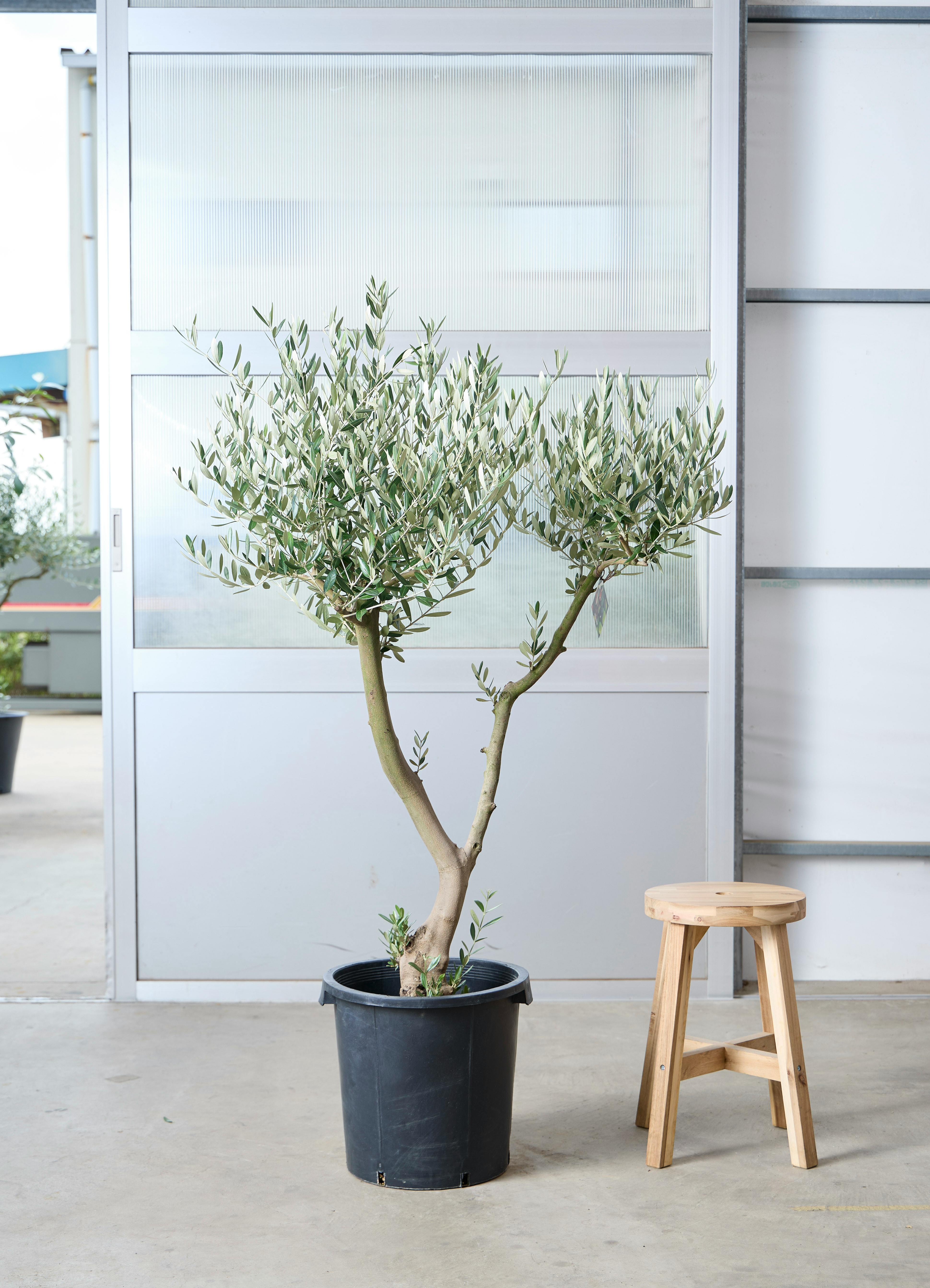 オリーブ　創樹　ミッション　11 観葉植物 オリーブの木 【145cm】 11号 創樹 ミッション #73632 ※1都3