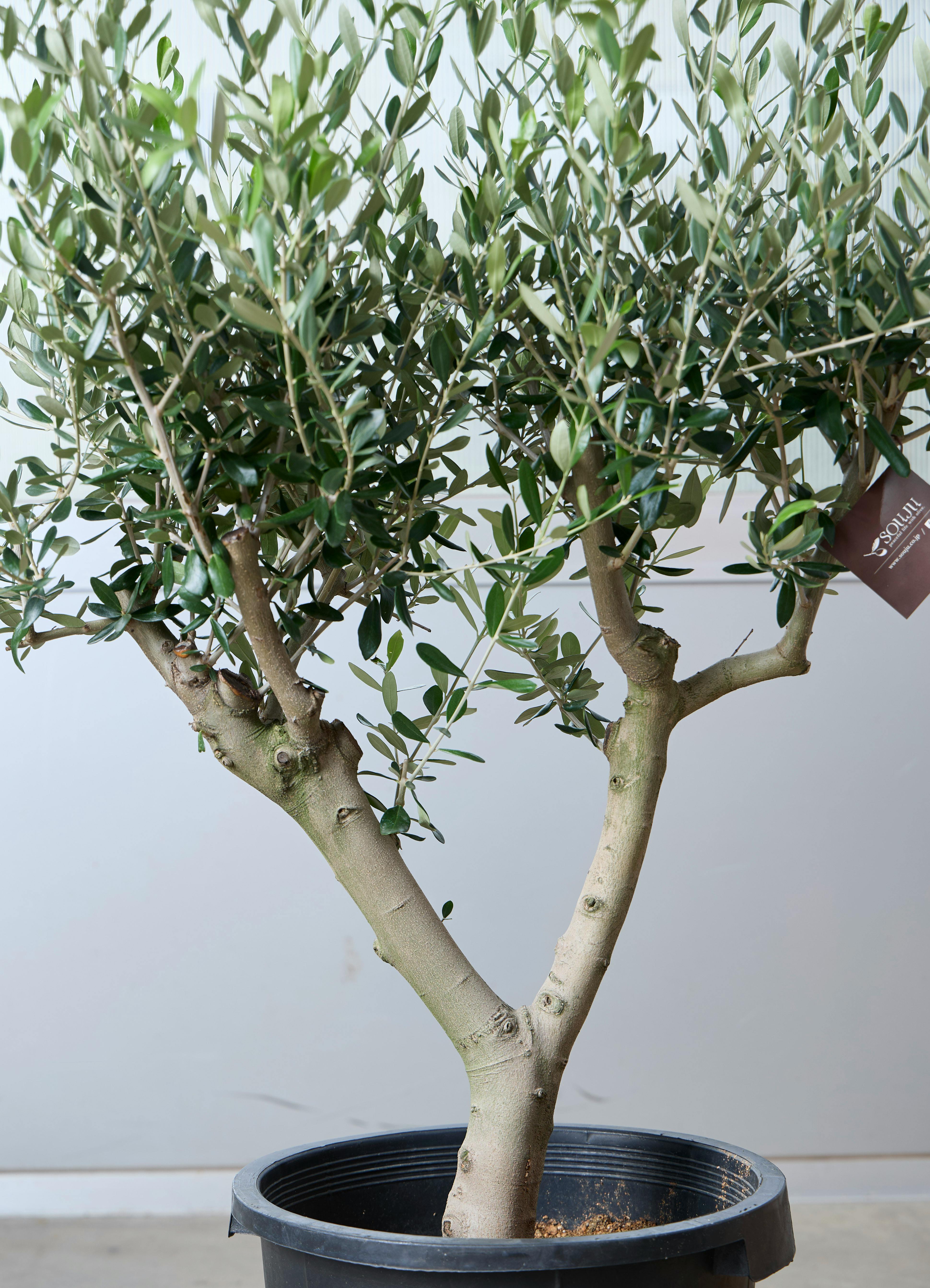 観葉植物 オリーブの木 【125cm】 11号 創樹 ルッカ #73633 ※1都3県