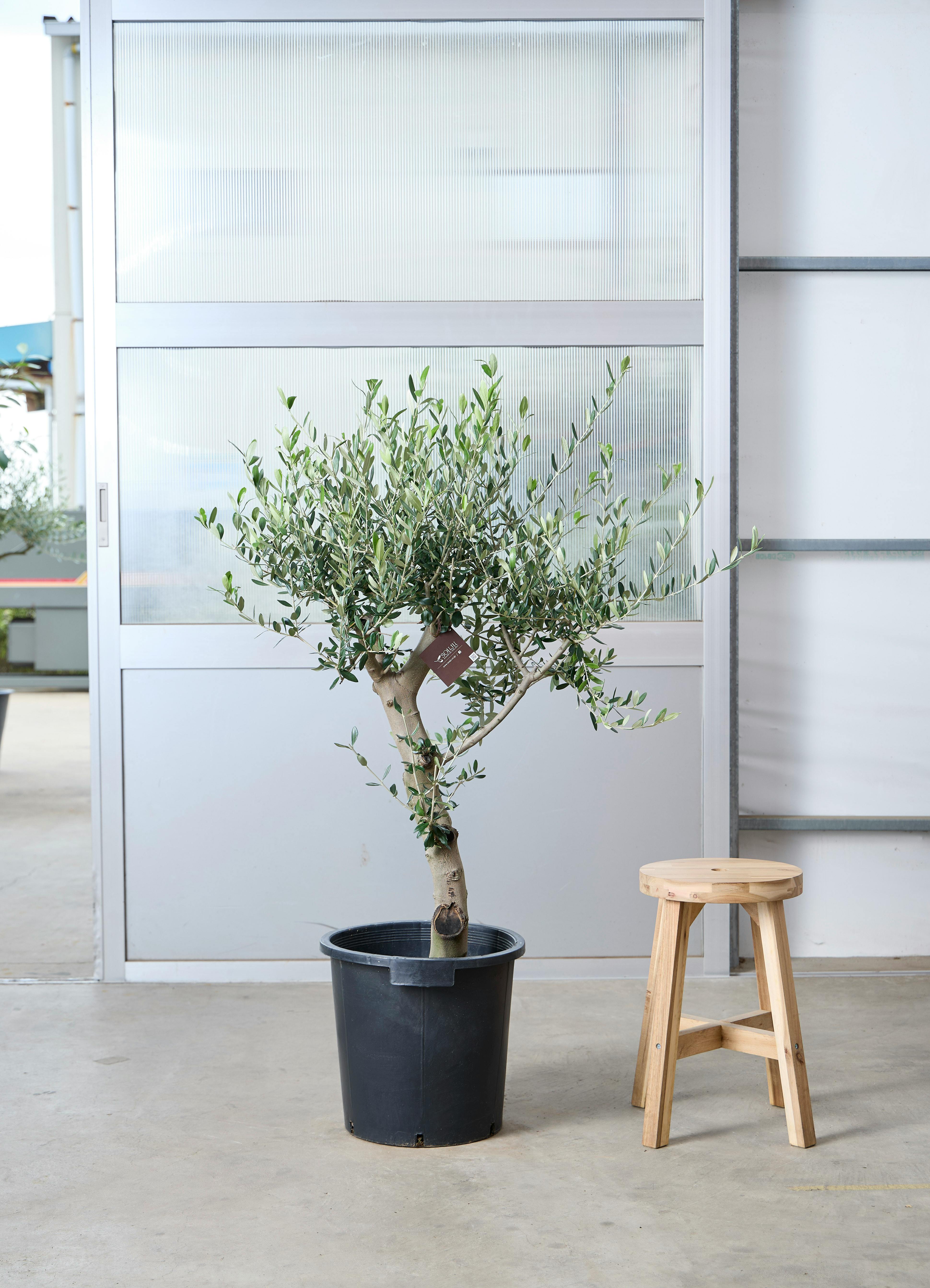 オリーブの木 1点もの（現品・現物） | 観葉植物通販HitoHana(ひとはな)