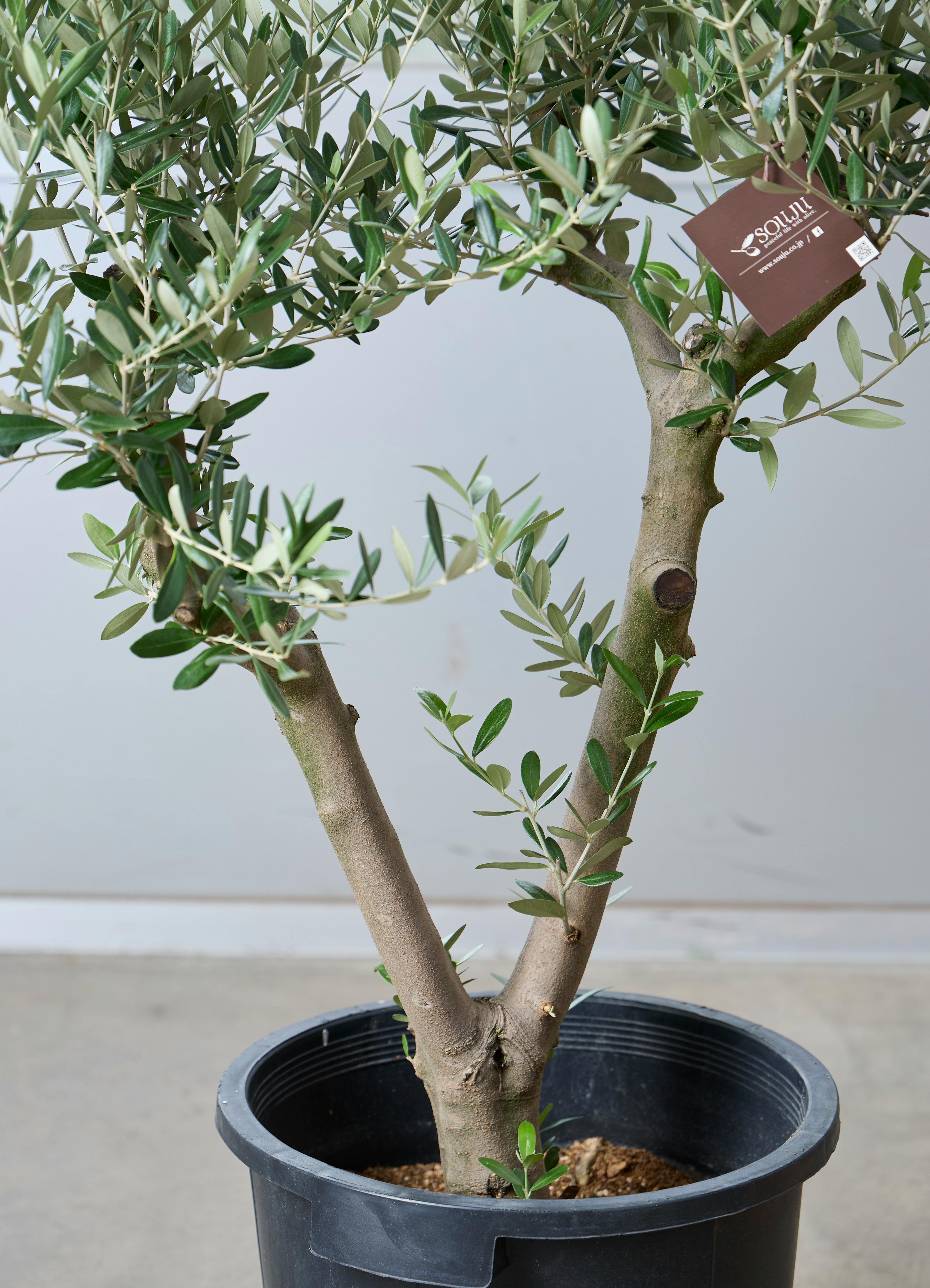 観葉植物 オリーブの木 【110cm】 11号 創樹 ミッション #73631 ※1都3