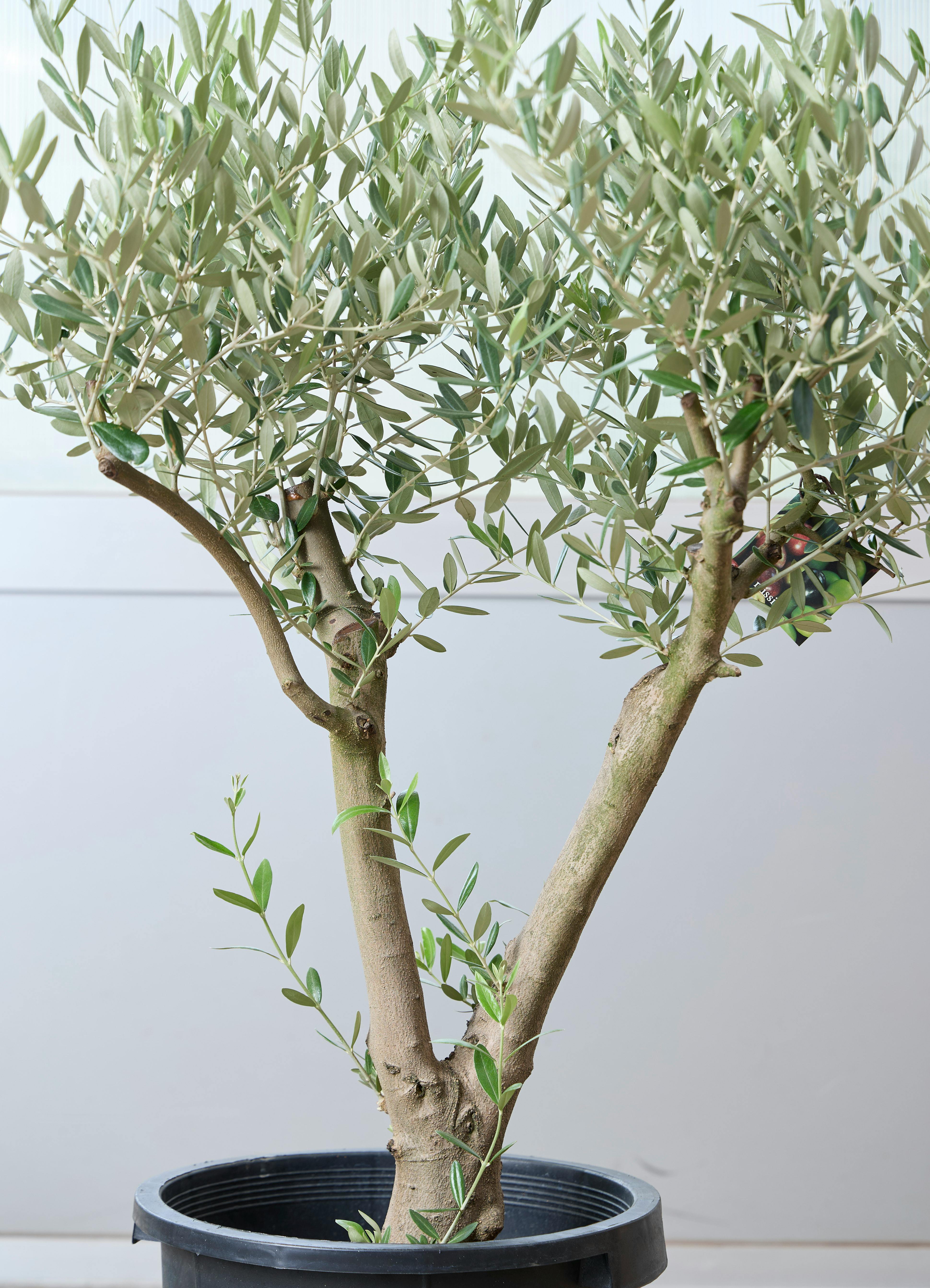 観葉植物 オリーブの木 【120cm】 11号 創樹 ミッション #73638 ※1都3