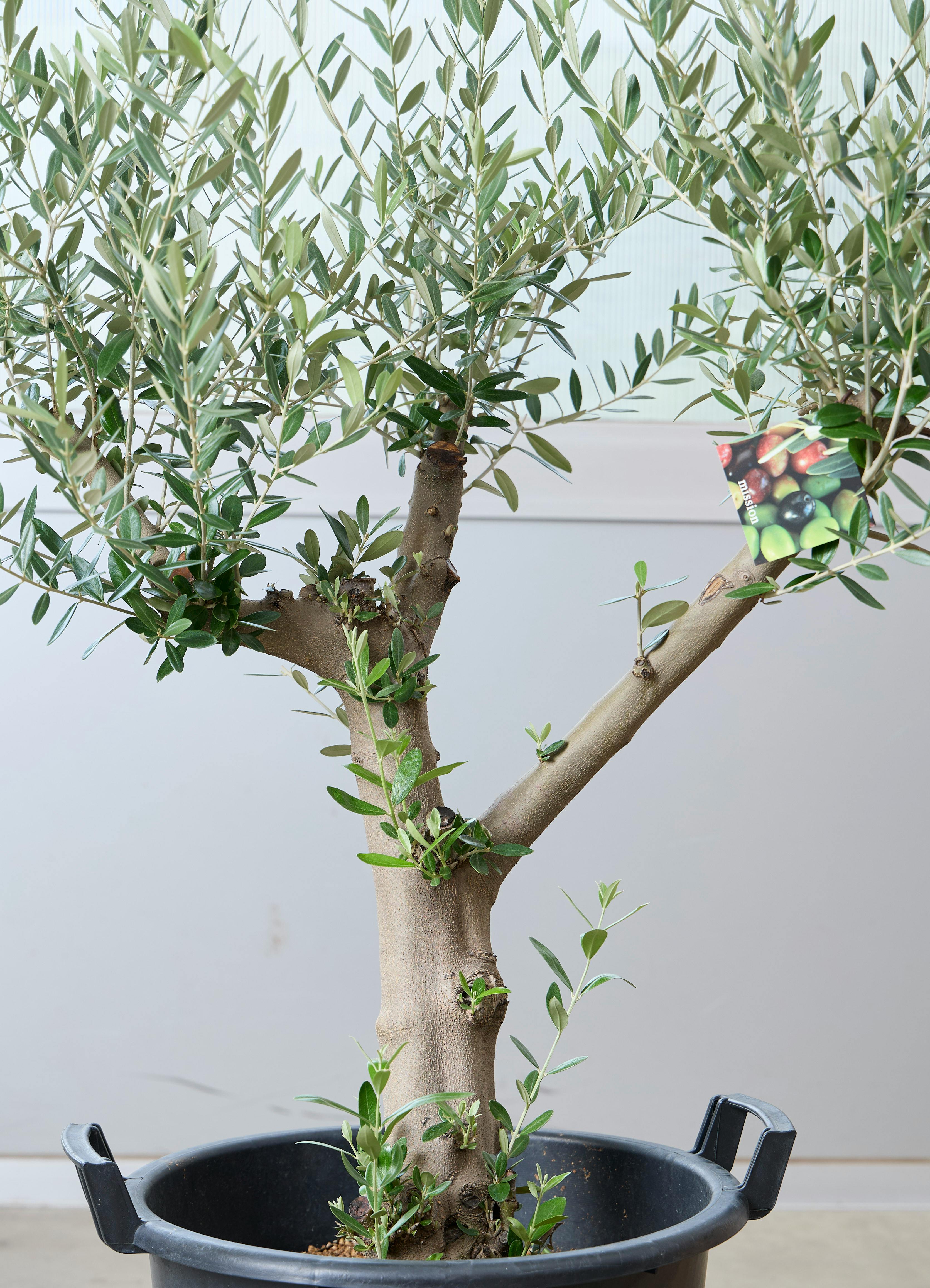 観葉植物 オリーブの木 【120cm】 12号 創樹 ミッション #73634 ※1都3