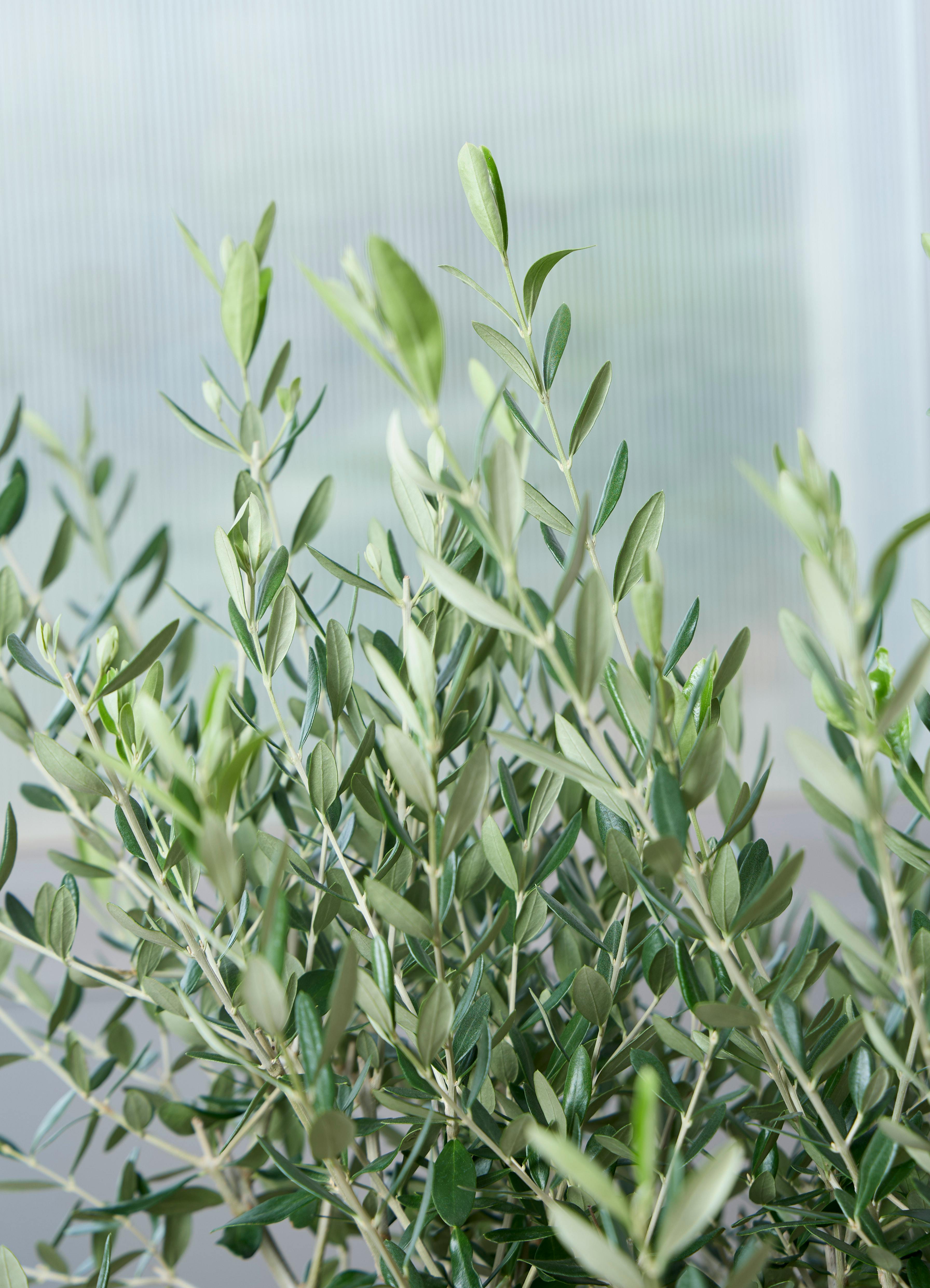 観葉植物 オリーブの木 【120cm】 11号 創樹 ルッカ #73635 | 観葉植物