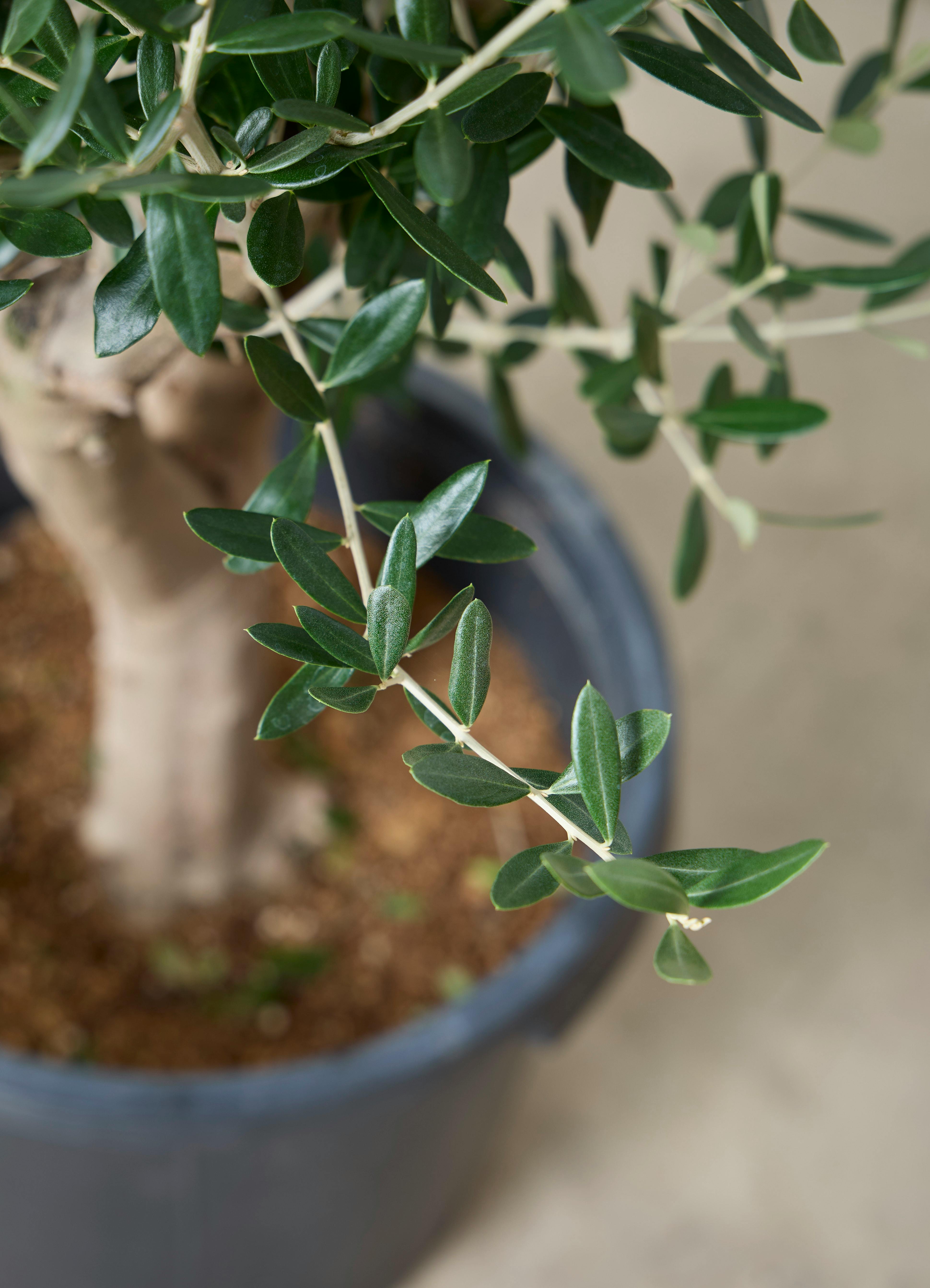 観葉植物 オリーブの木 【120cm】 11号 創樹 ルッカ #73635 | 観葉植物