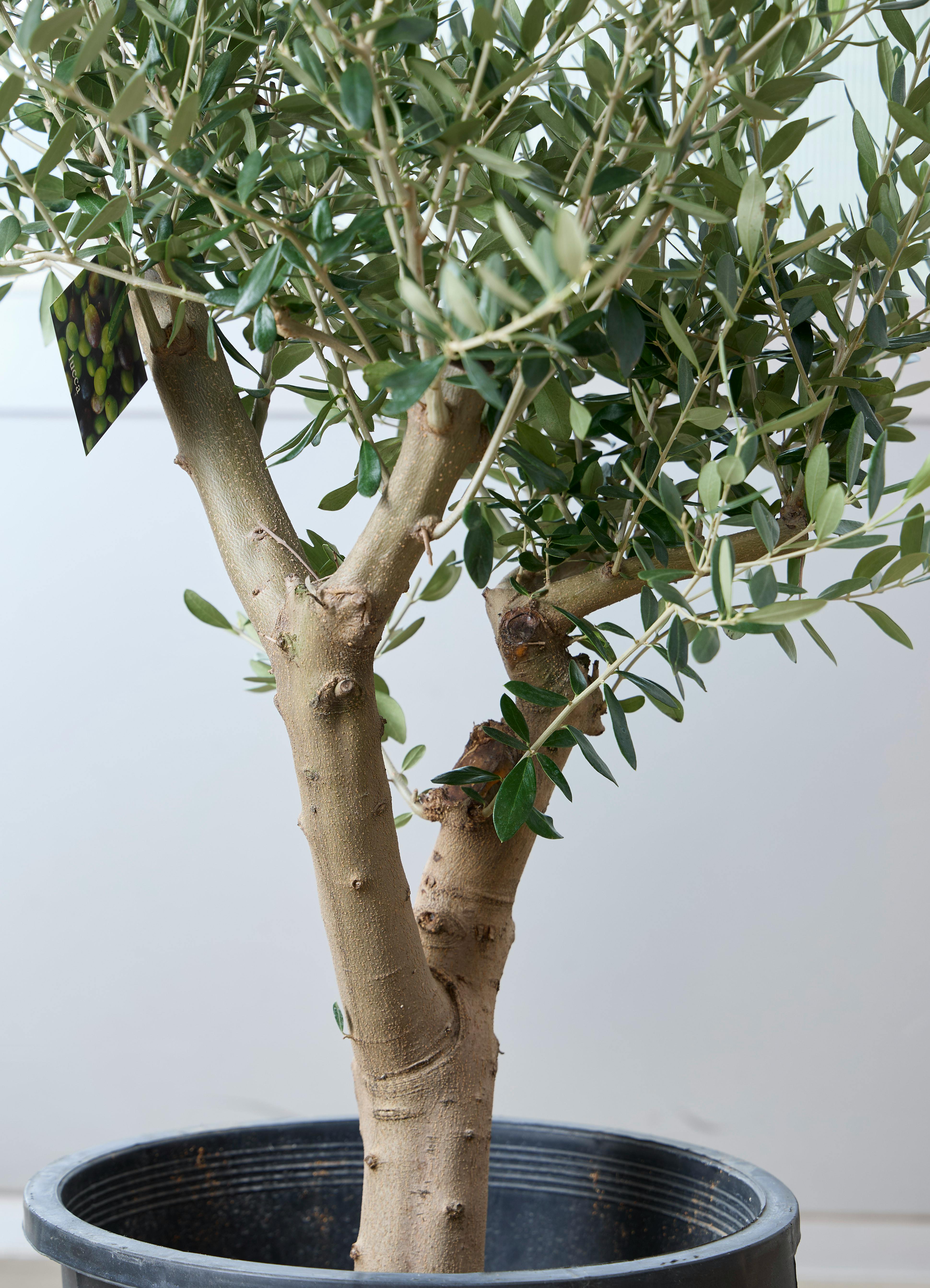 観葉植物 オリーブの木 【120cm】 11号 創樹 ルッカ #73635 | 観葉植物