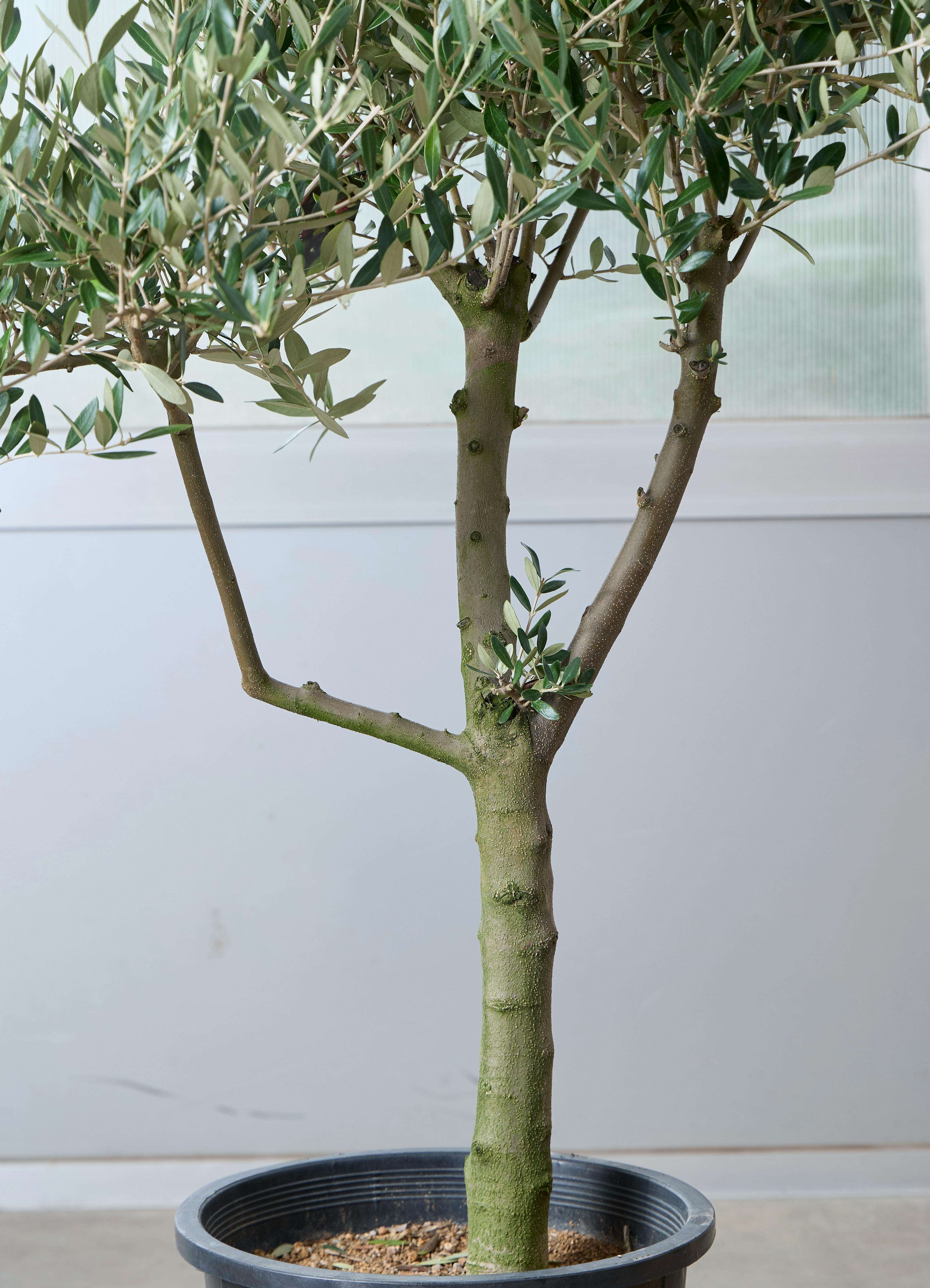 観葉植物 オリーブの木 【140cm】 11号 創樹 ミッション #73637 ※1都3