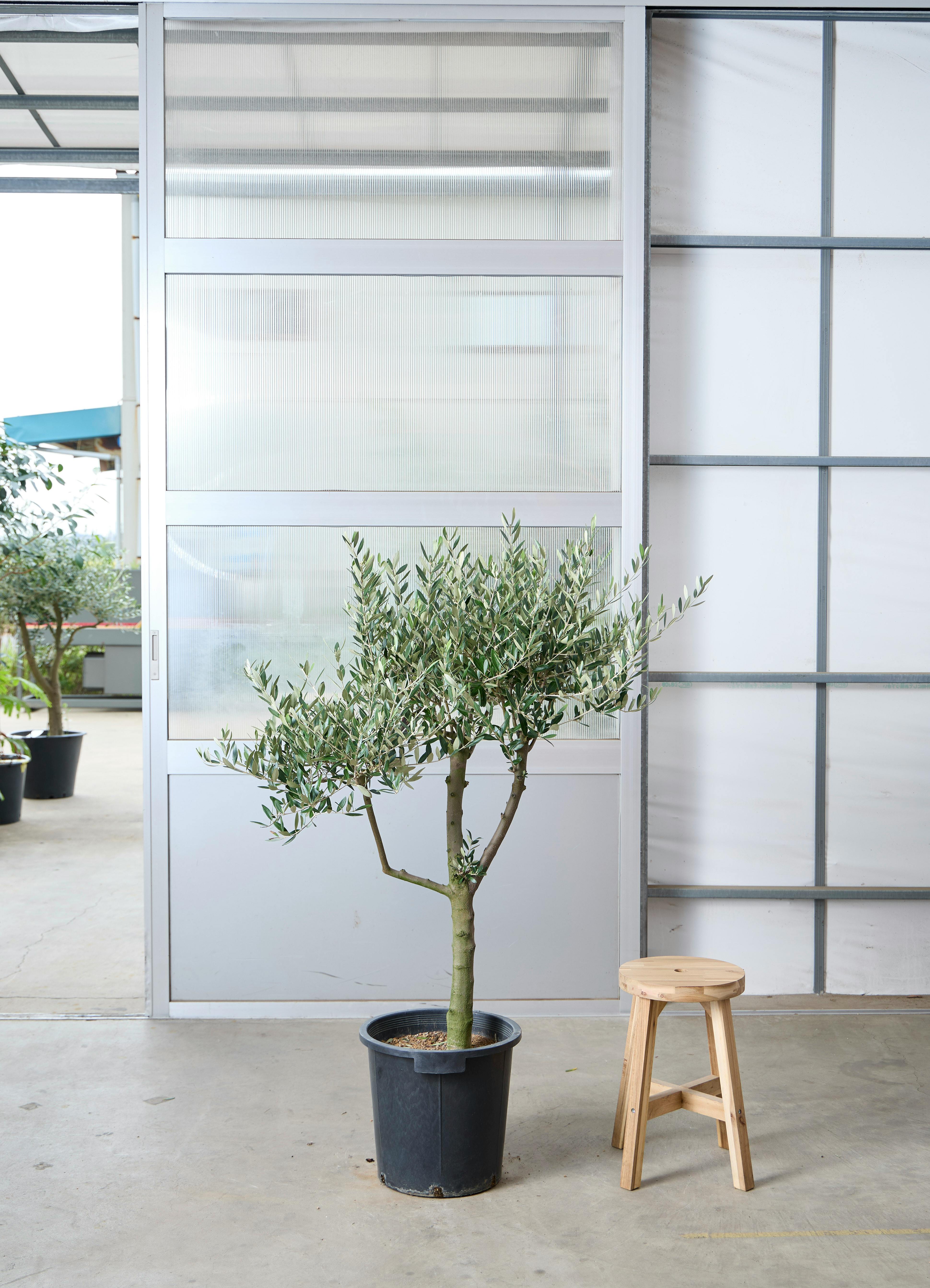 オリーブ　創樹　ミッション　11 観葉植物 オリーブの木 【140cm】 11号 創樹 ミッション #73637 ※1都3