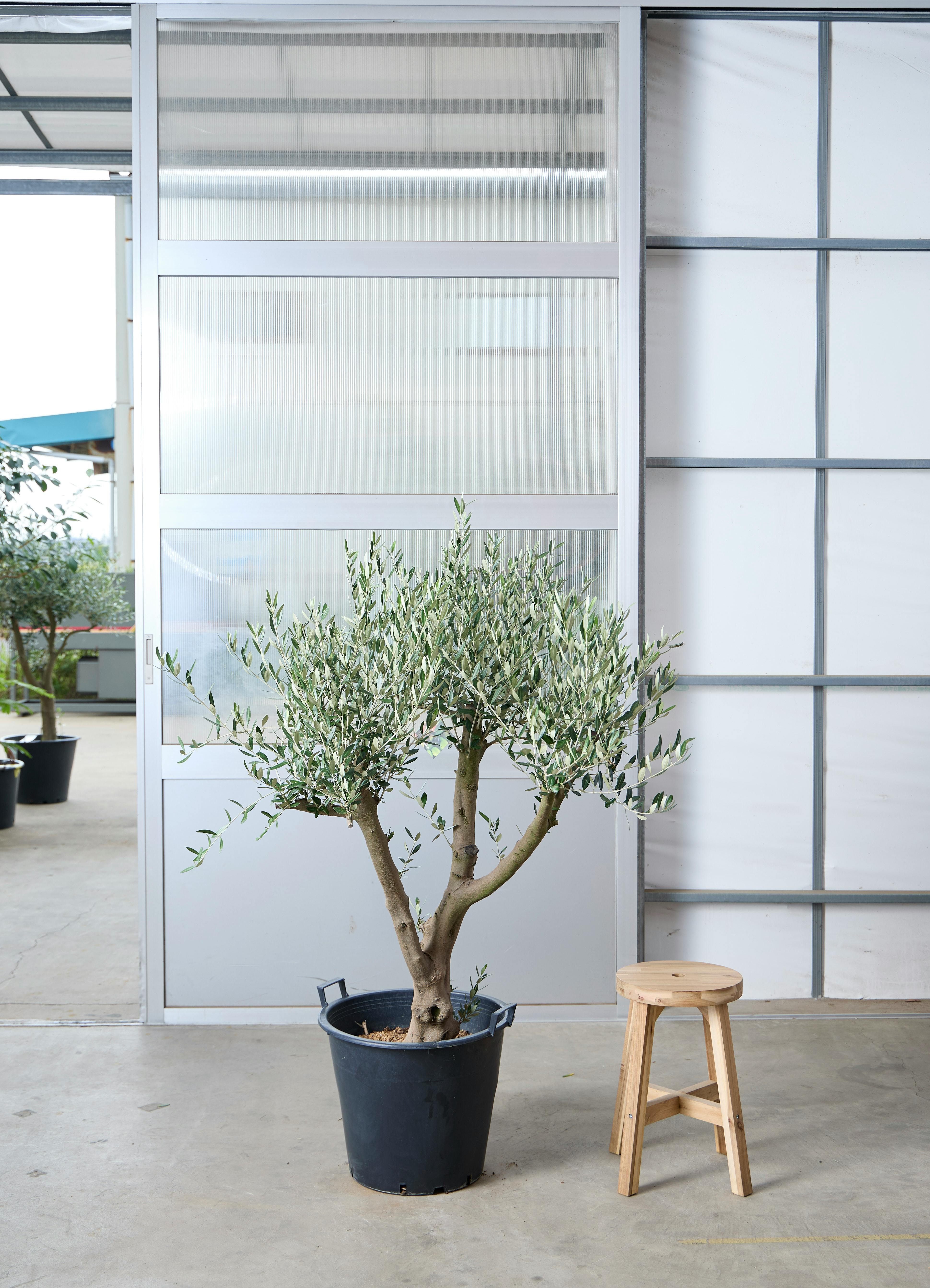 現品販売】140cm ~ 160cm 1点もの観葉植物の通販 | HitoHana（ひとはな）