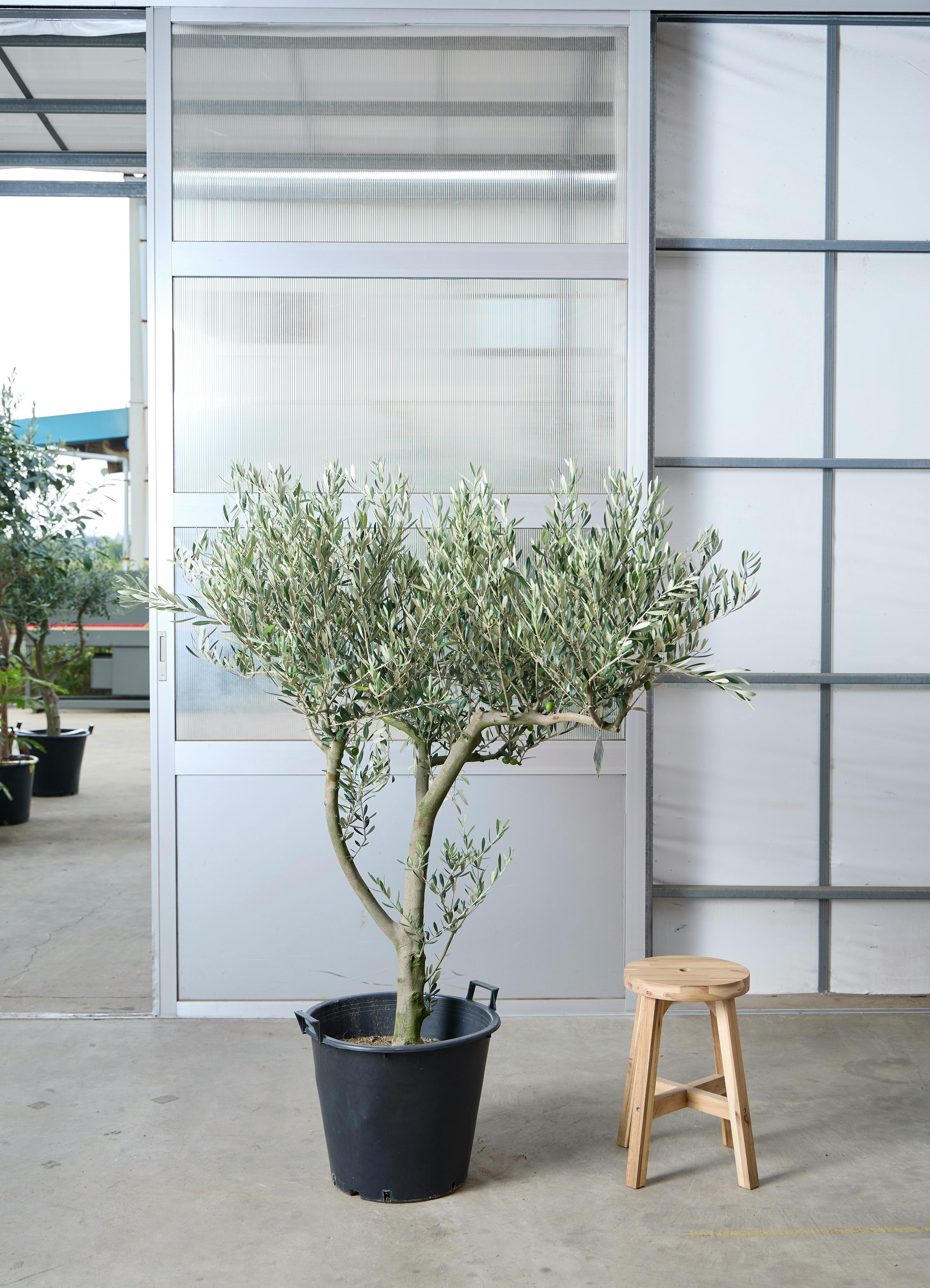 【週末限定値下げ】貴重なリギダ大株 観葉植物 現品販売】160cm ~ 180cm 1点もの観葉植物の通販 | HitoHana（ひとはな）