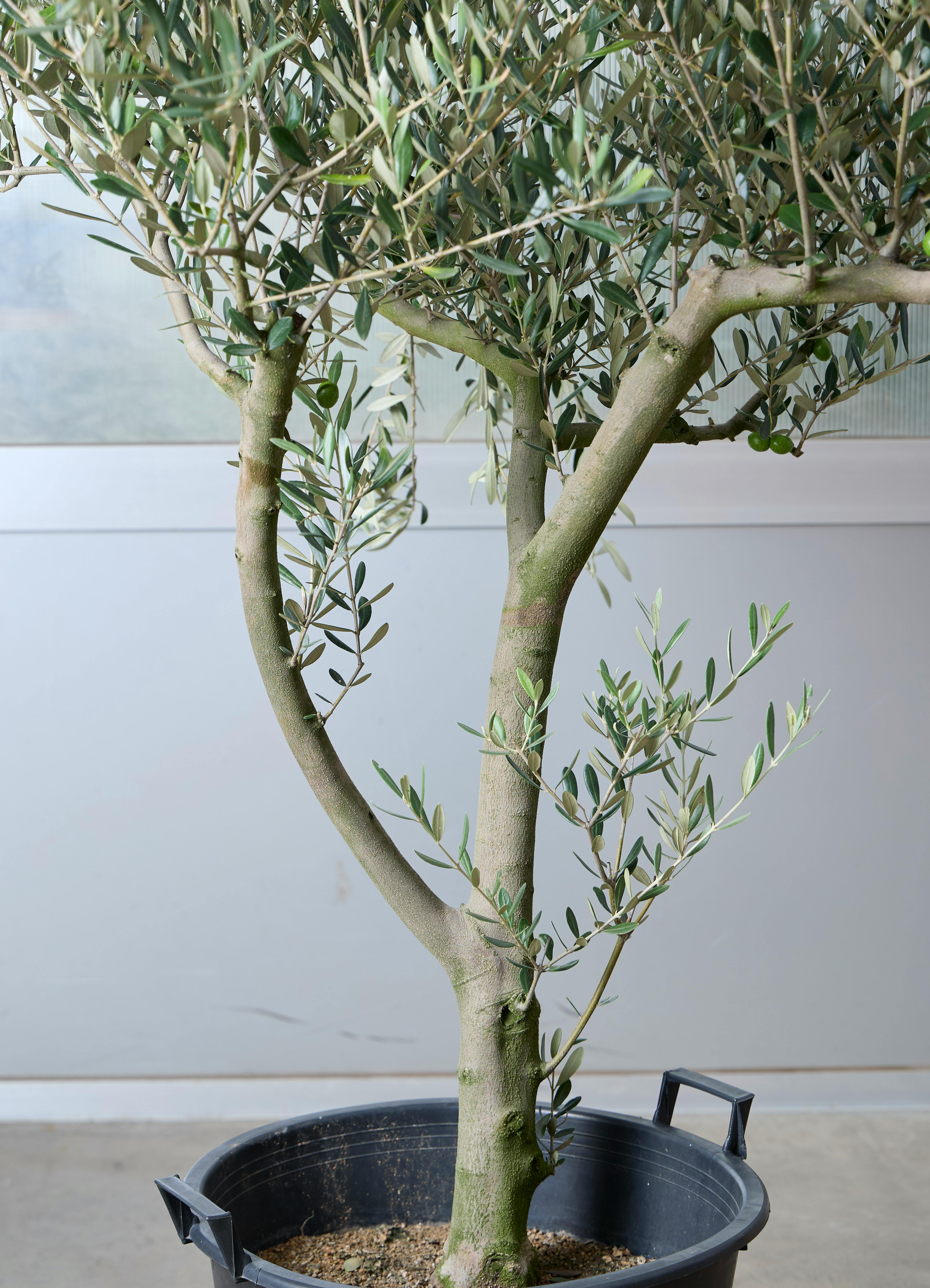 観葉植物 オリーブの木 【160cm】 13号 創樹 ルッカ #73647 ※1都3県