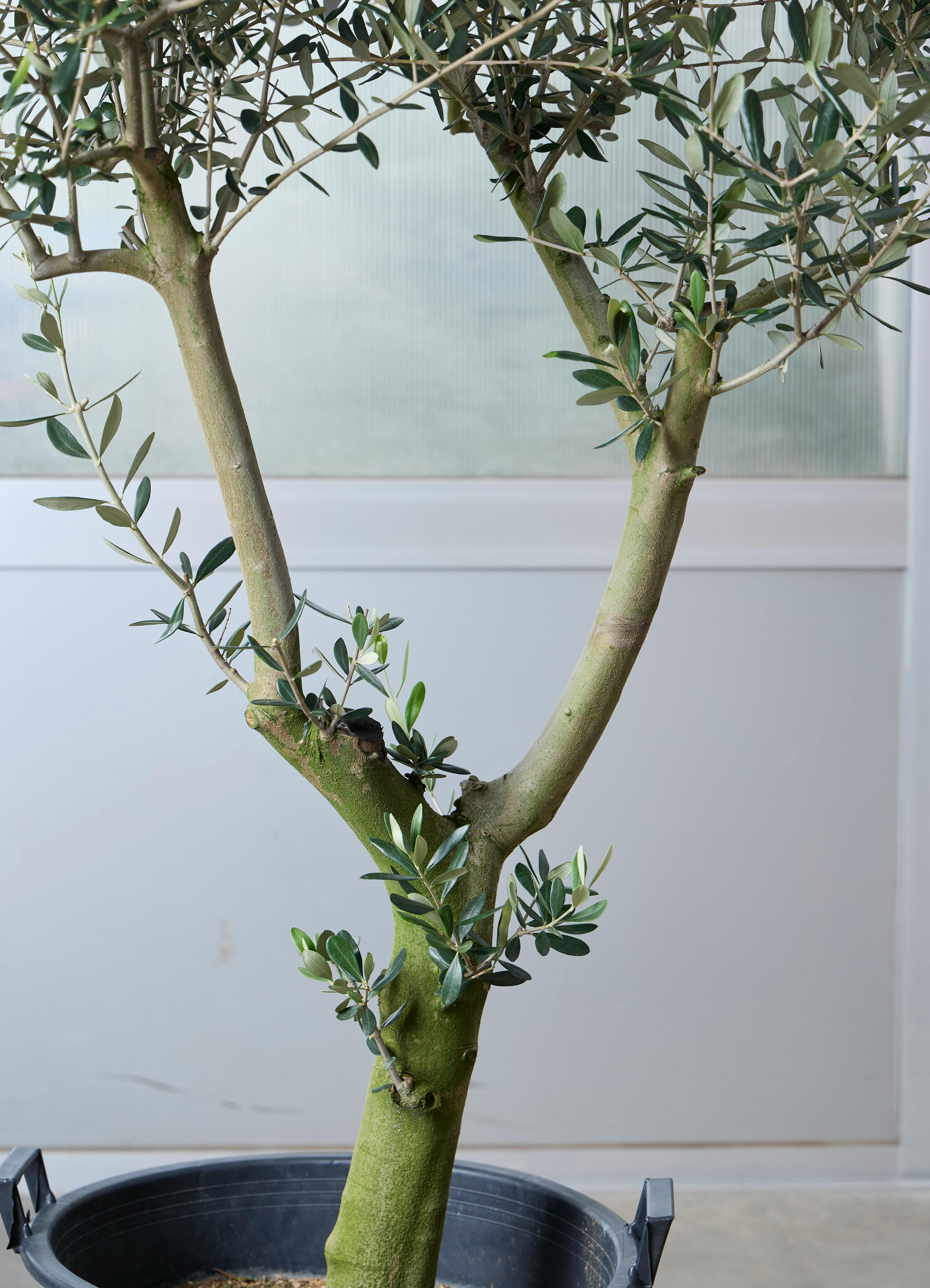 観葉植物 オリーブの木 【202cm】 13号 創樹 ルッカ #73651 ※1都3県