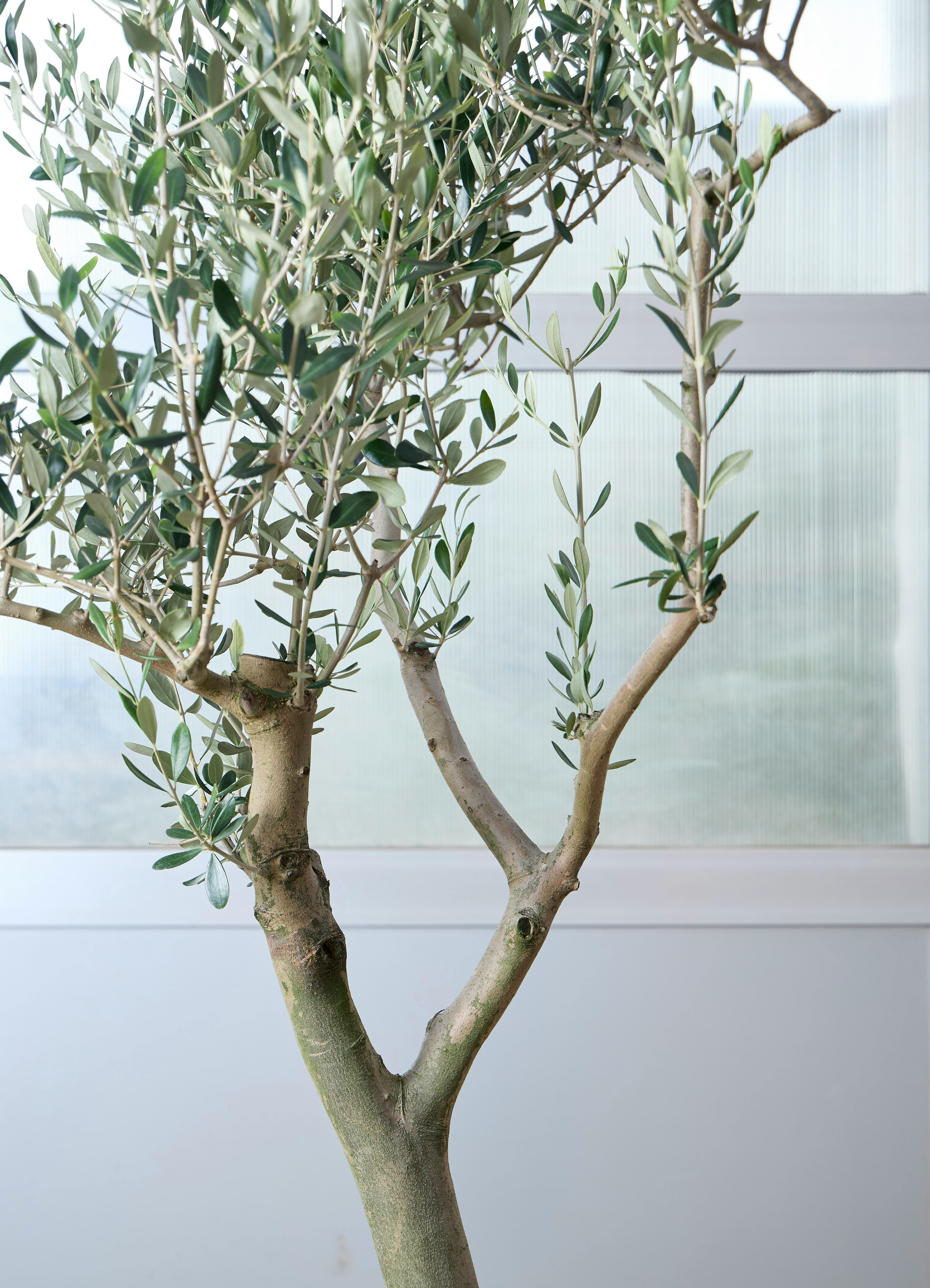 観葉植物 オリーブの木 【212cm】 13号 創樹 ルッカ #73644 ※1都3県