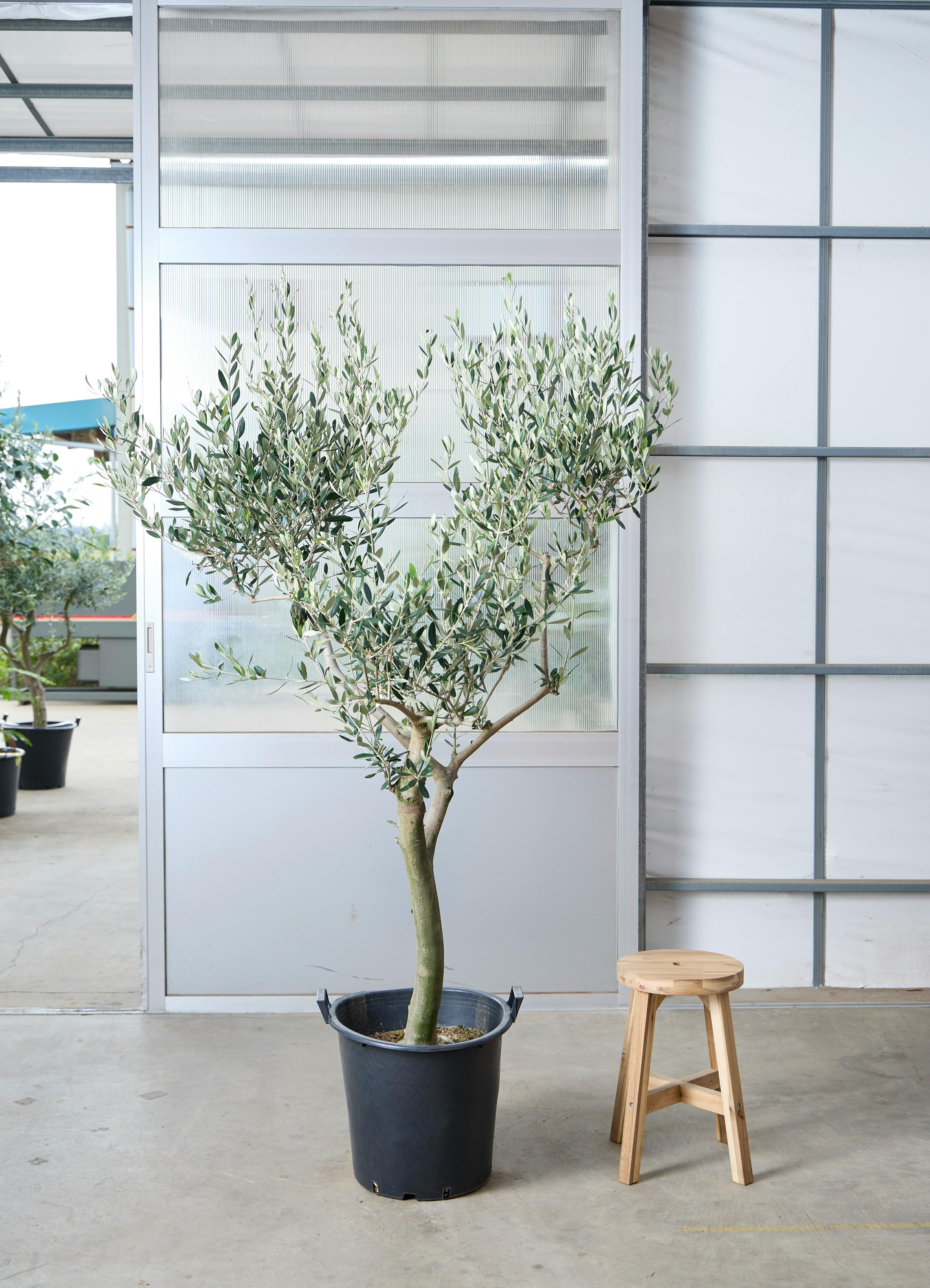 観葉植物 オリーブの木 【212cm】 13号 創樹 ルッカ #73644 ※1都3県